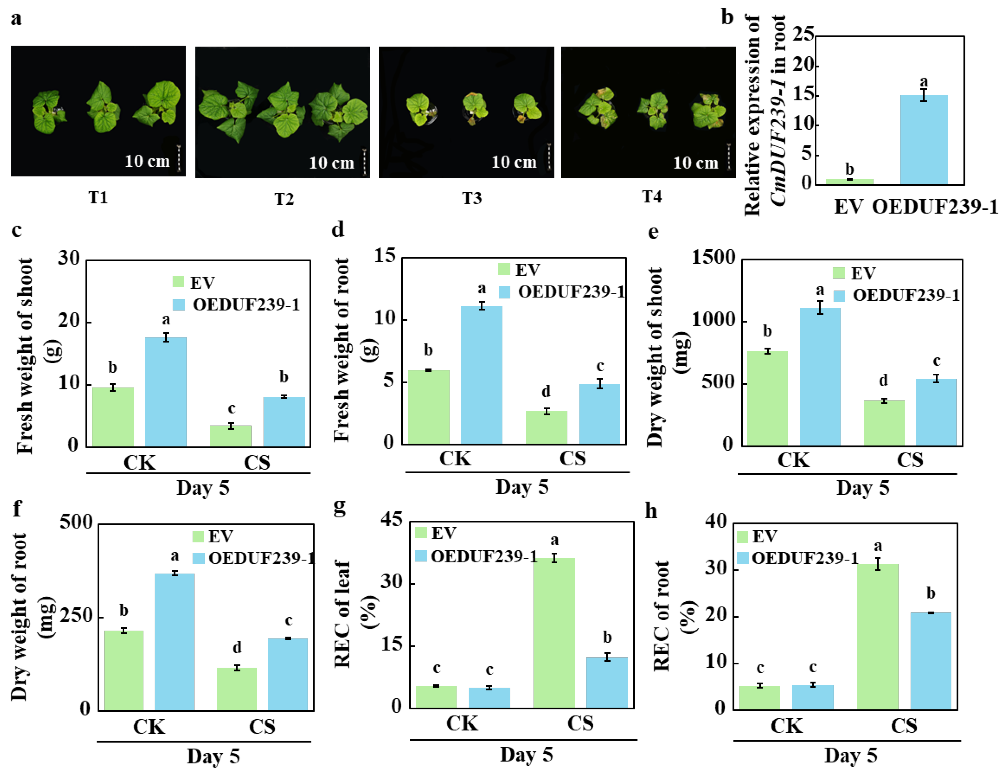 Agronomy 15 02725 g001