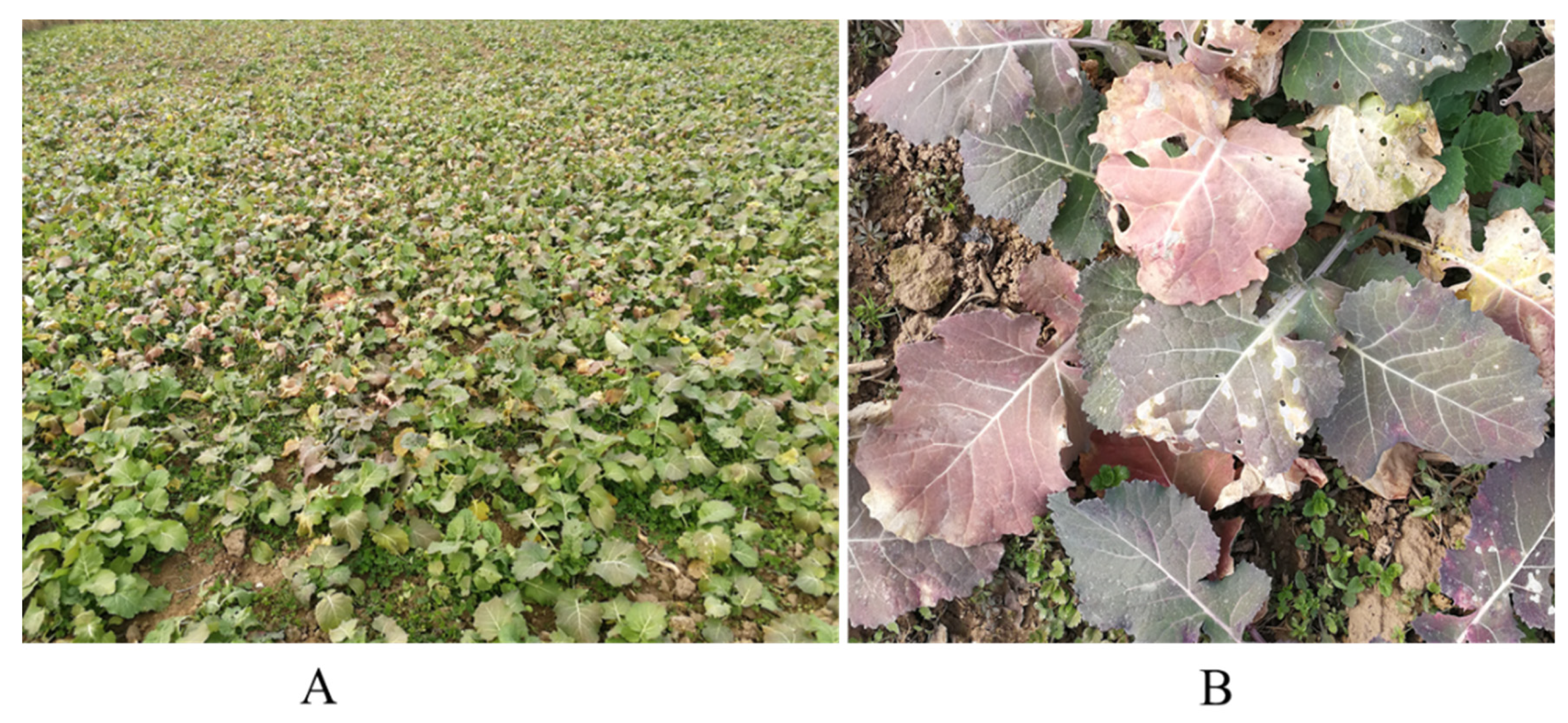 Agronomy 15 02727 g001