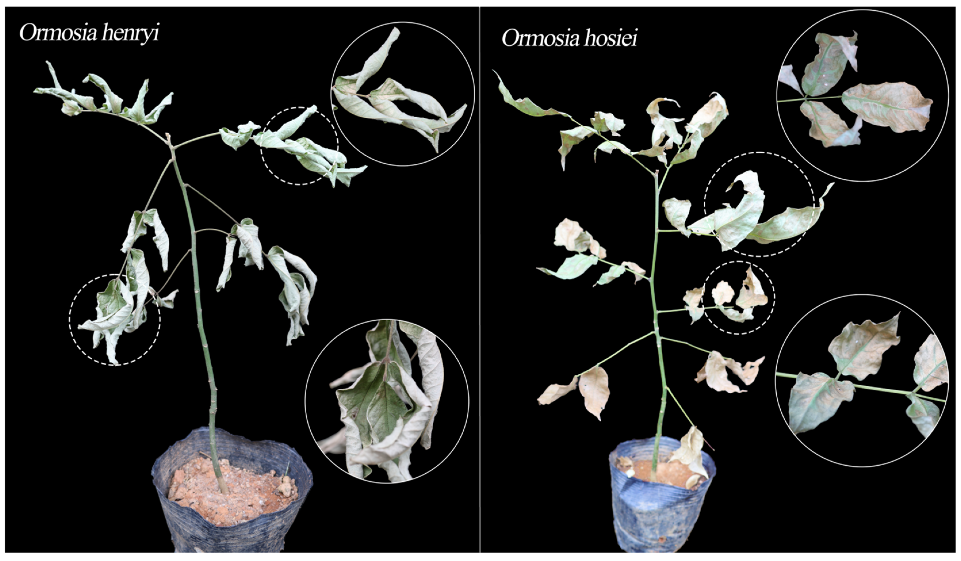 Agronomy 15 02729 g001