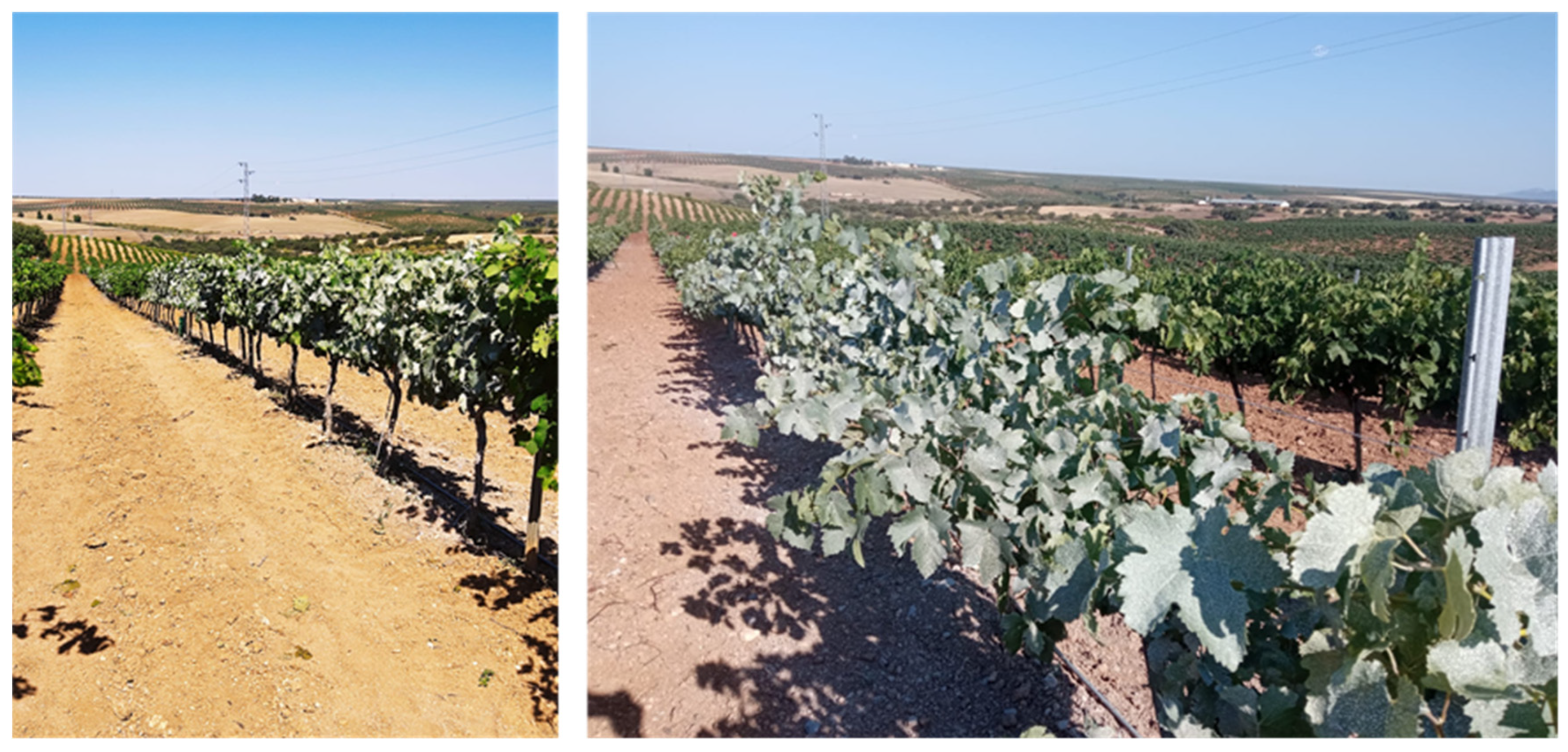 Agronomy 15 02730 g001