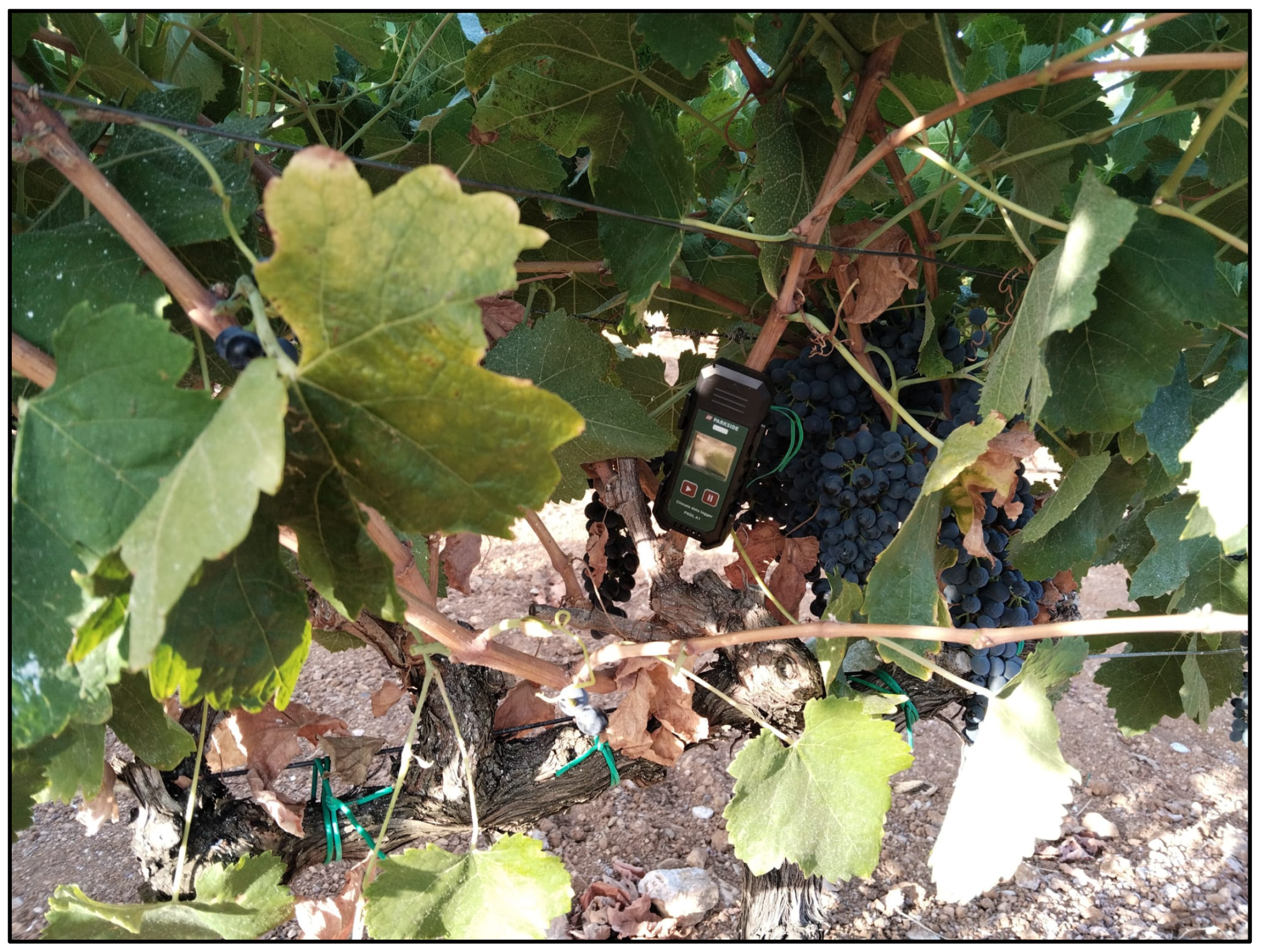 Agronomy 15 02730 g002