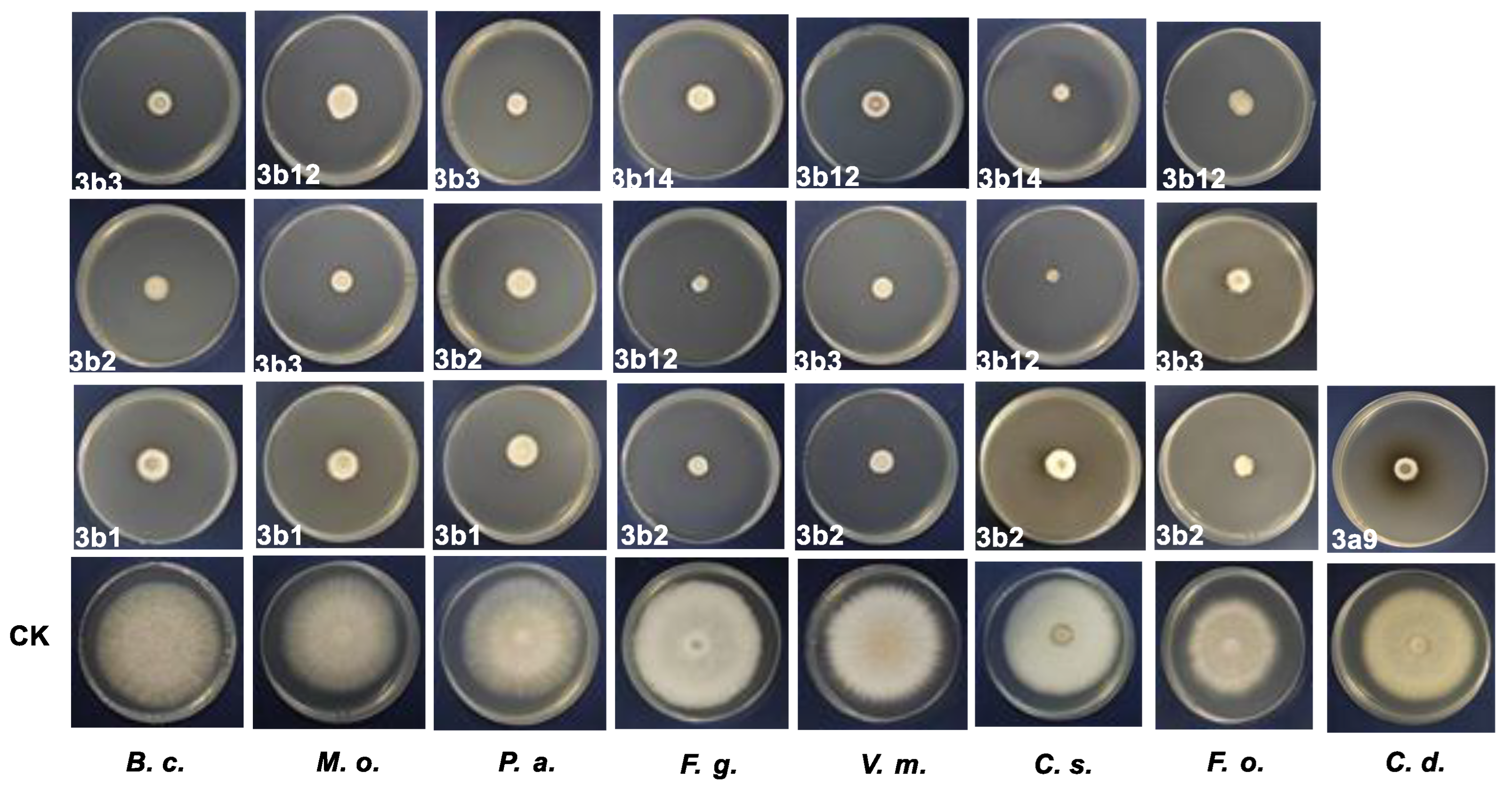Agronomy 15 02741 g003