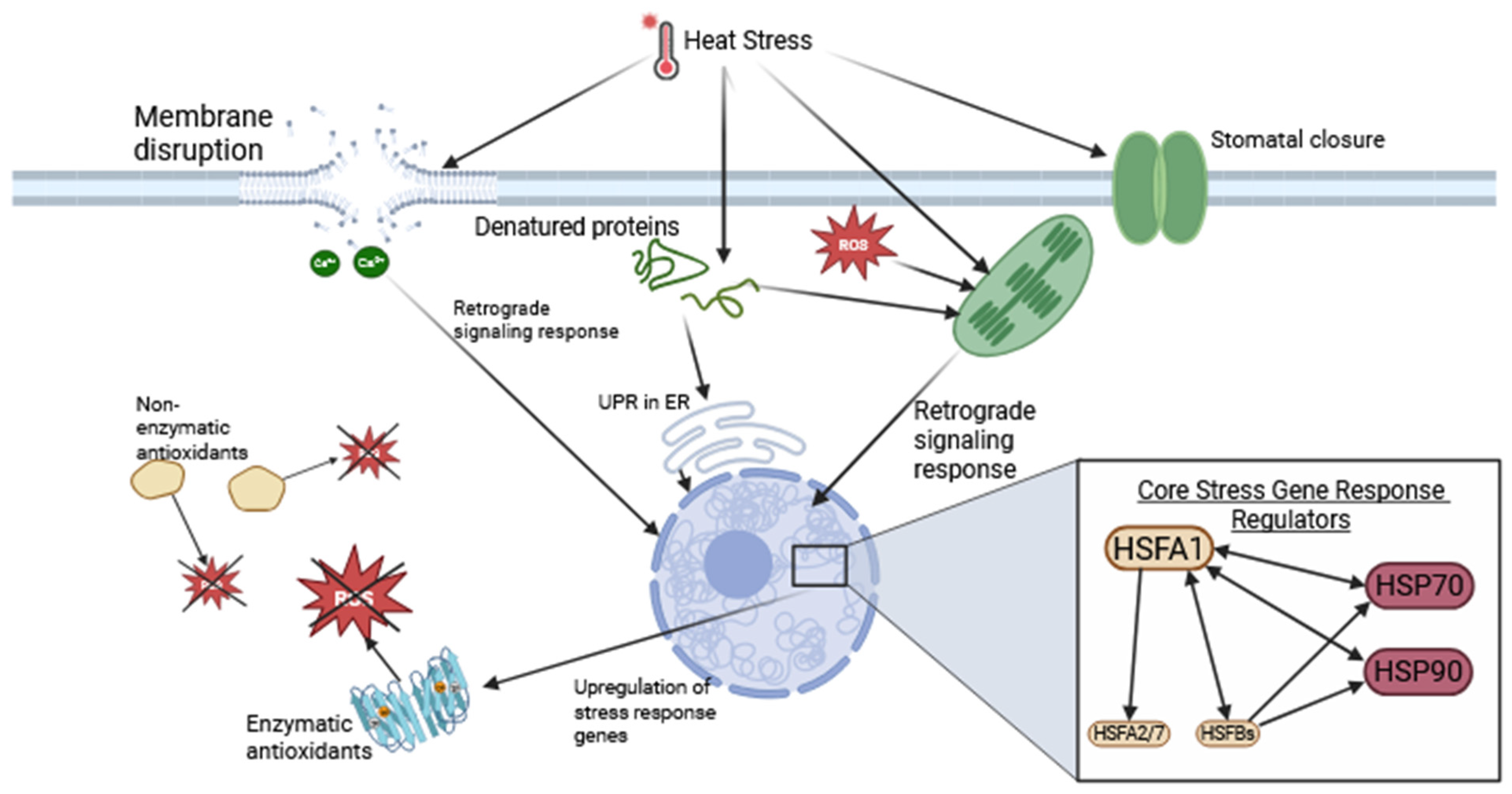 Agronomy 15 02742 g001 Agronomy 15 02742 g001