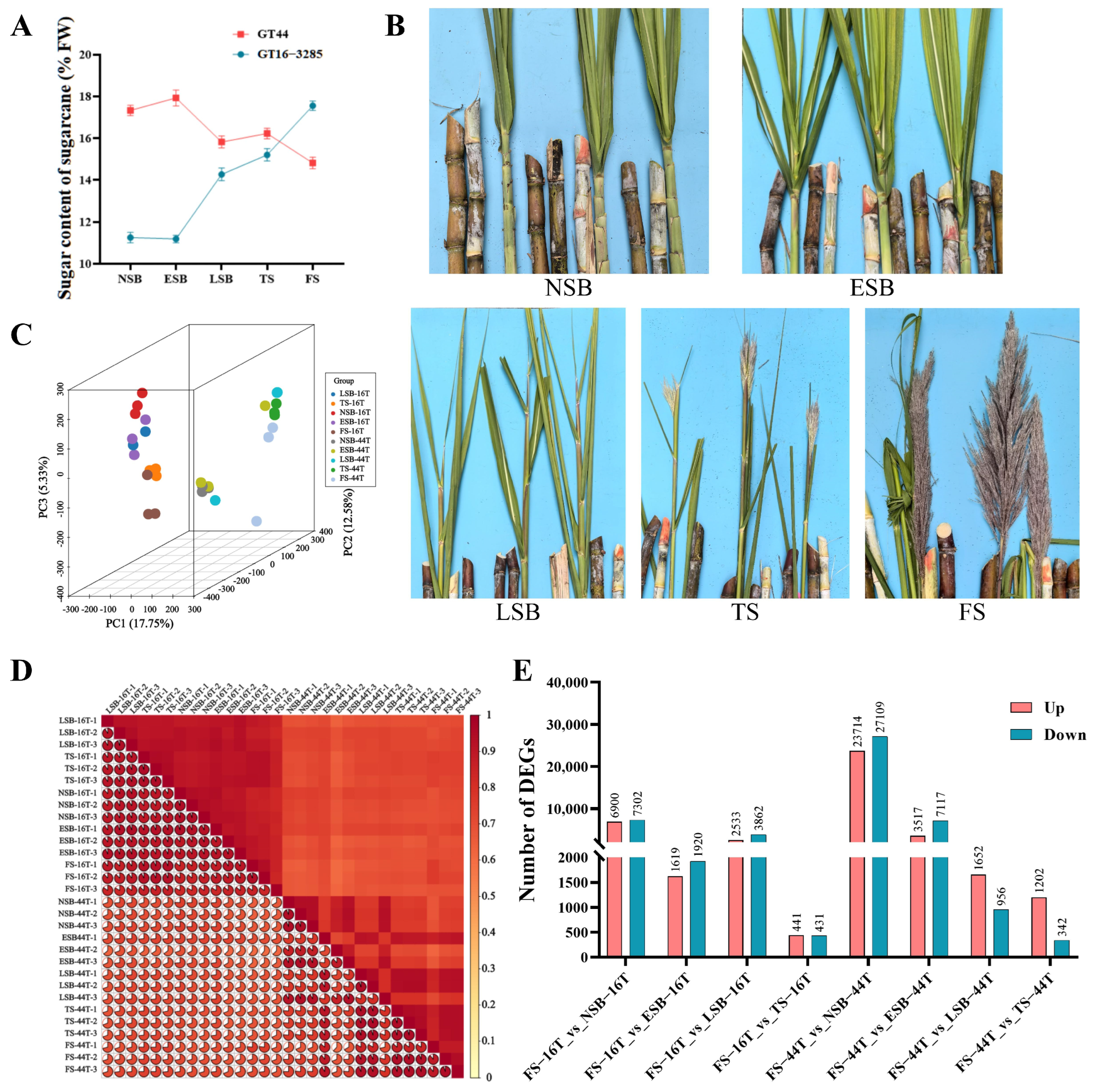 Agronomy 15 02747 g001