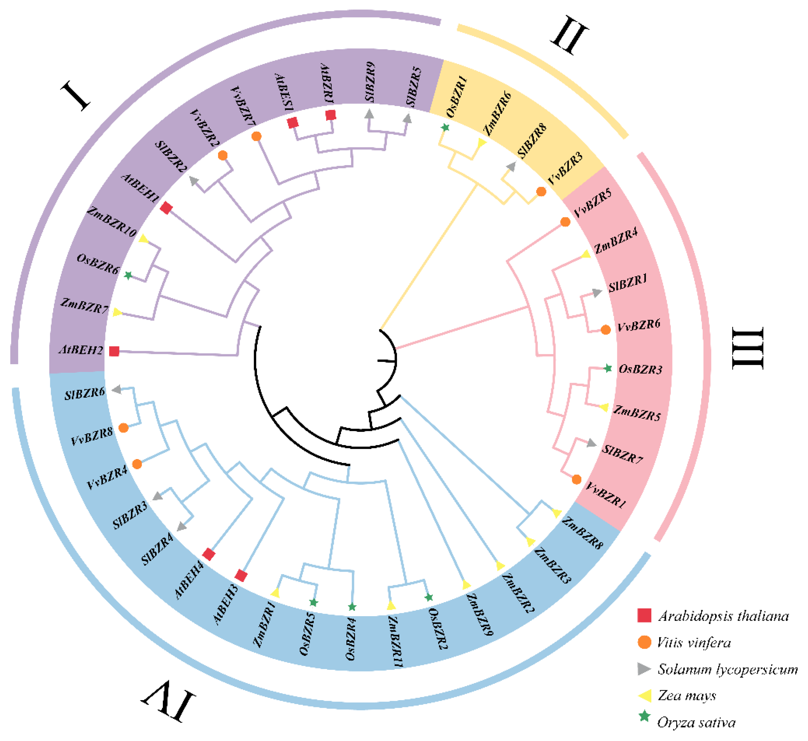 Agronomy 15 02749 g001 Agronomy 15 02749 g001