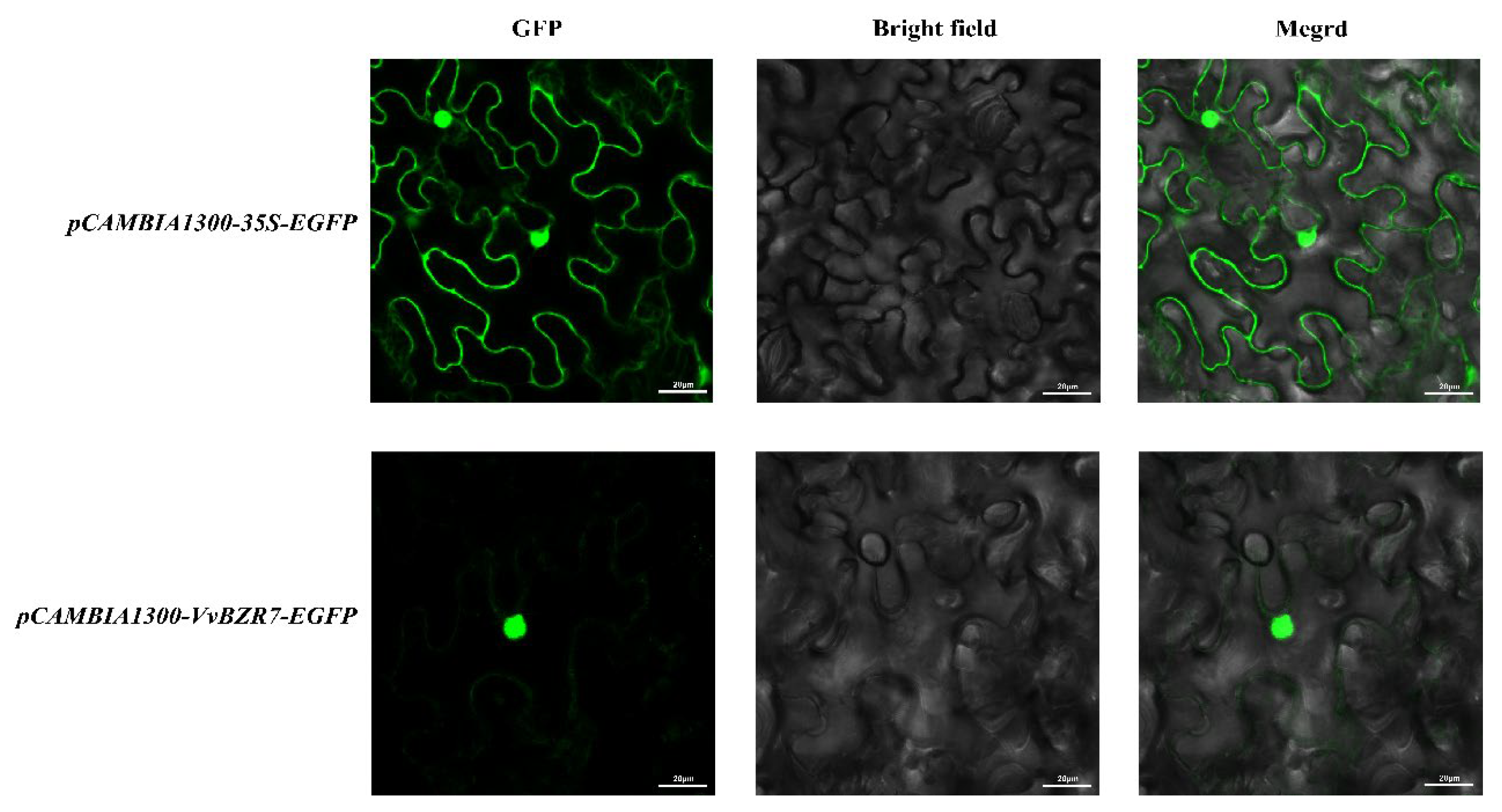 Agronomy 15 02749 g007 Agronomy 15 02749 g007