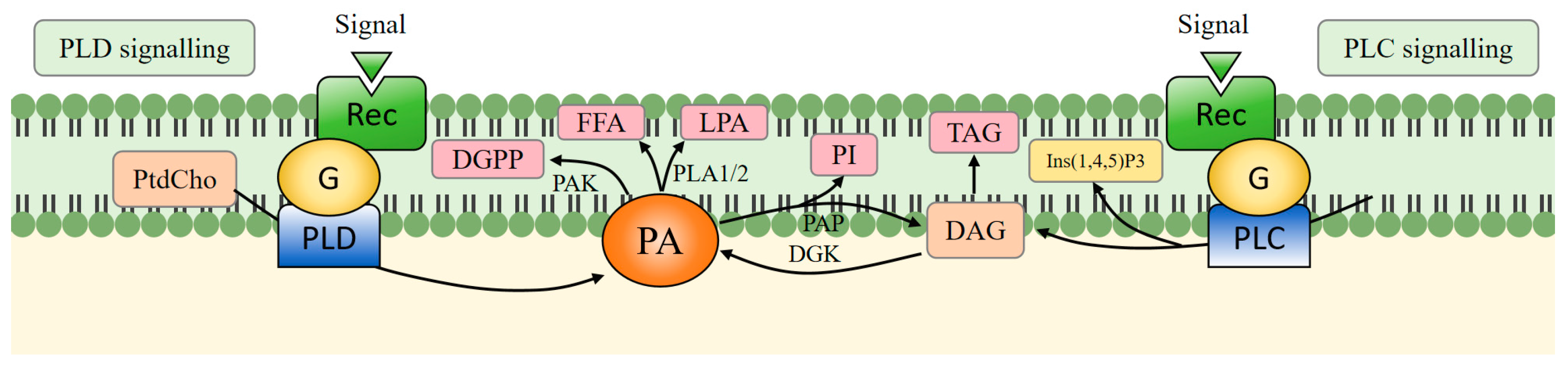 Agronomy 15 02758 g001 Agronomy 15 02758 g001