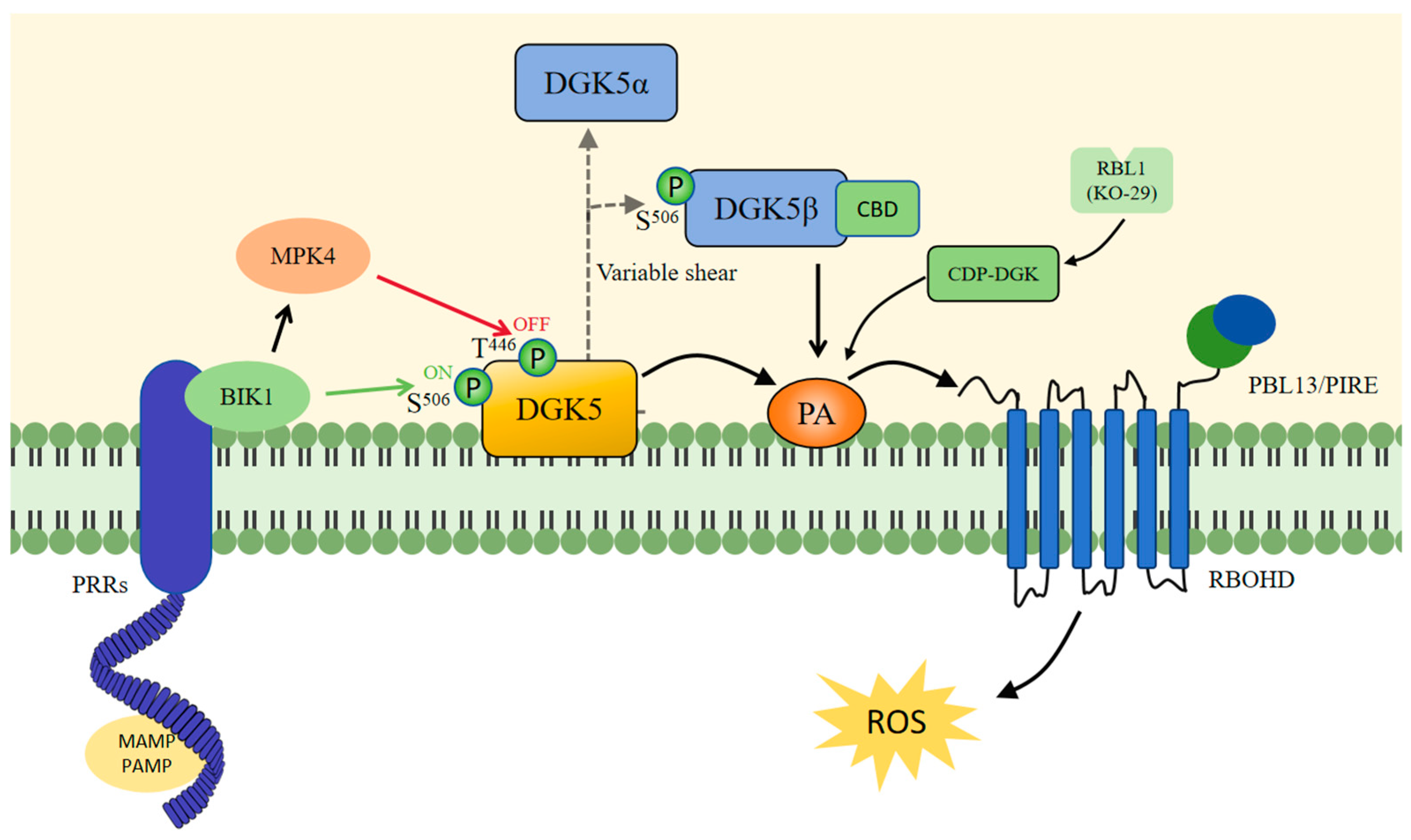 Agronomy 15 02758 g003 Agronomy 15 02758 g003