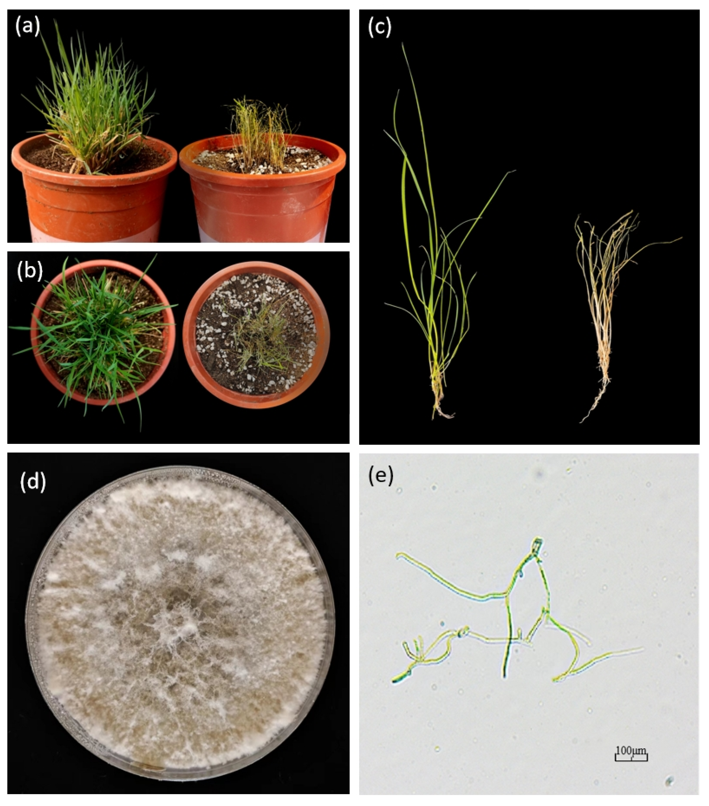 Agronomy 15 02761 g001