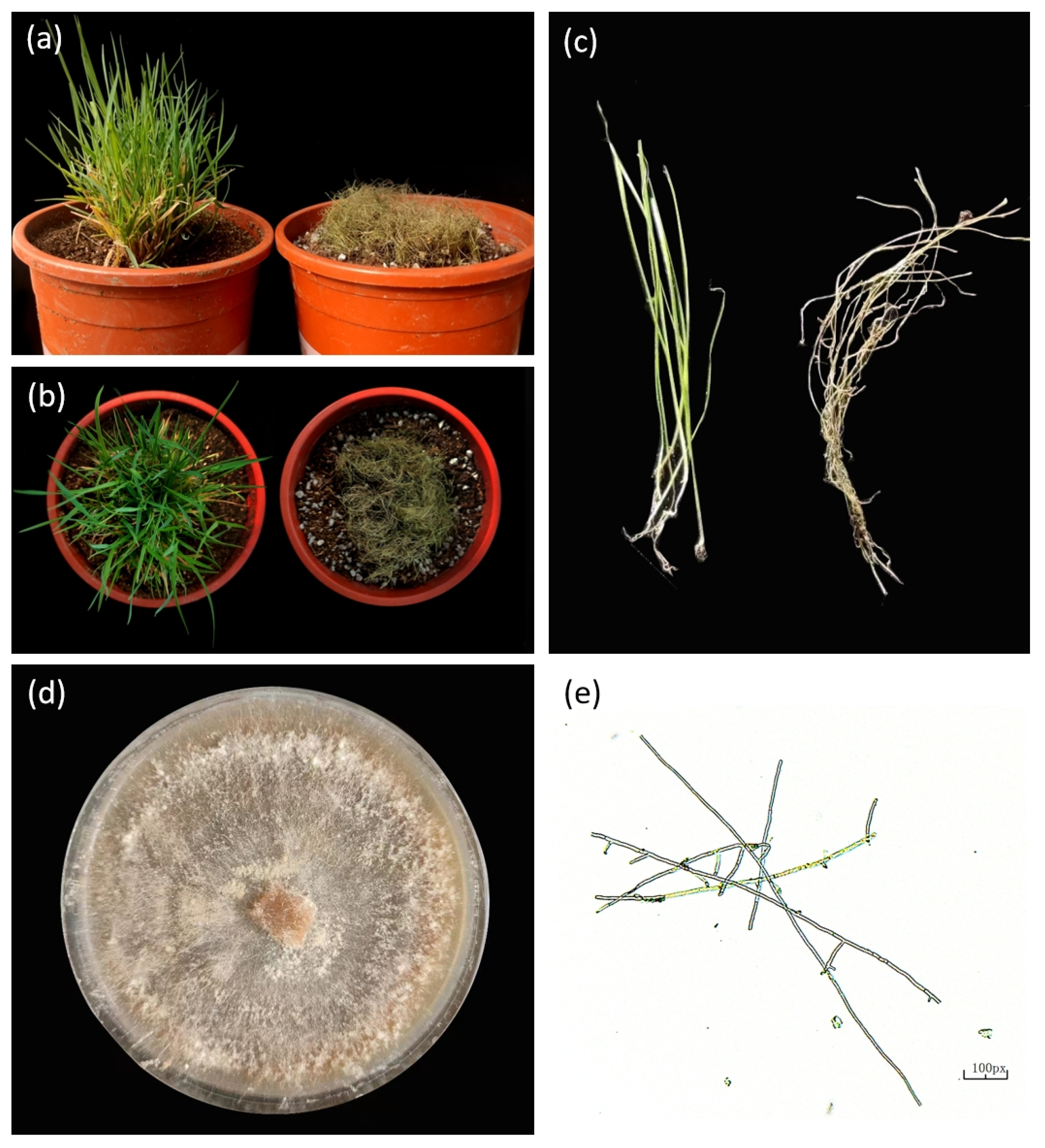 Agronomy 15 02761 g002