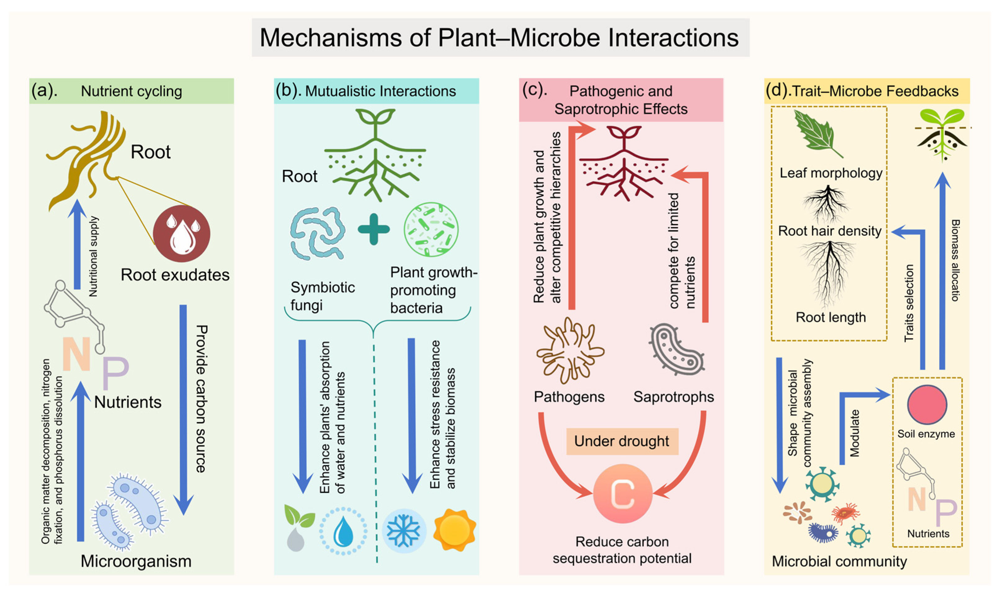 Agronomy 15 02765 g002