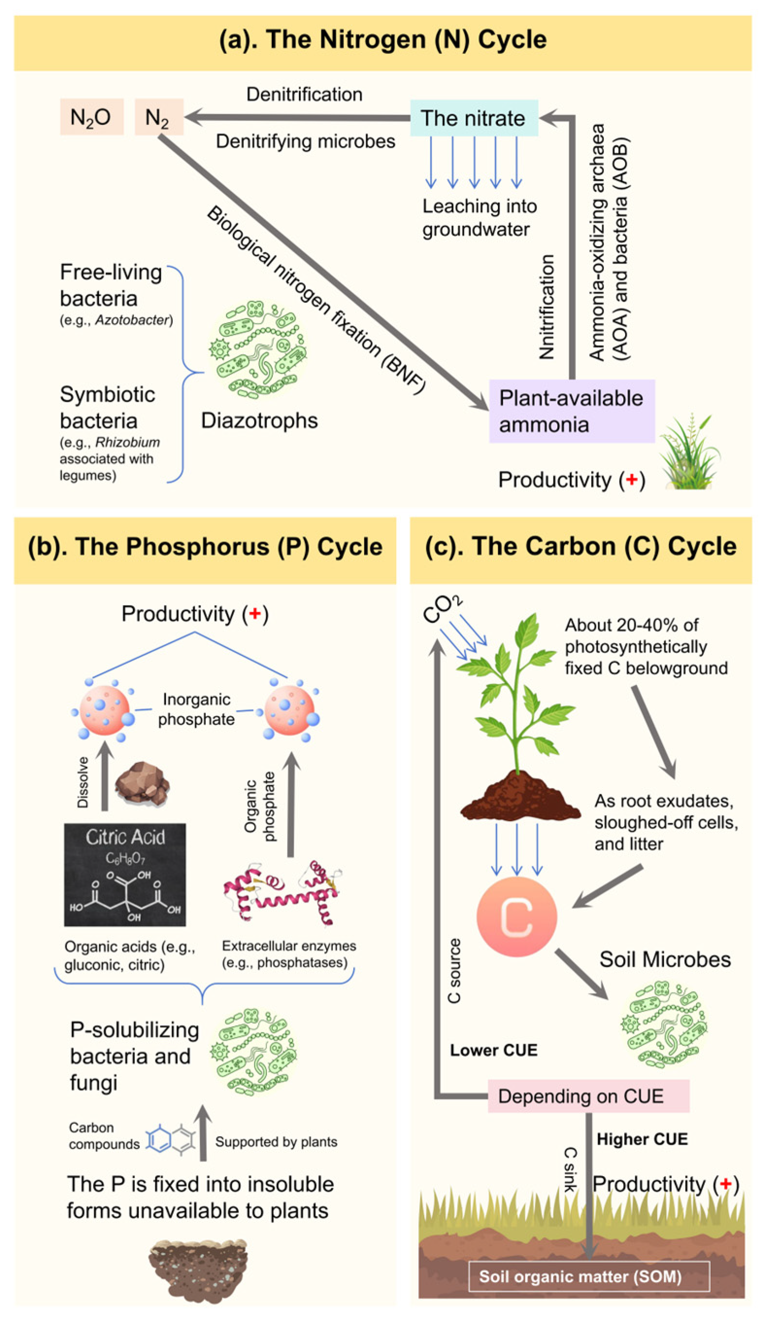 Agronomy 15 02765 g003