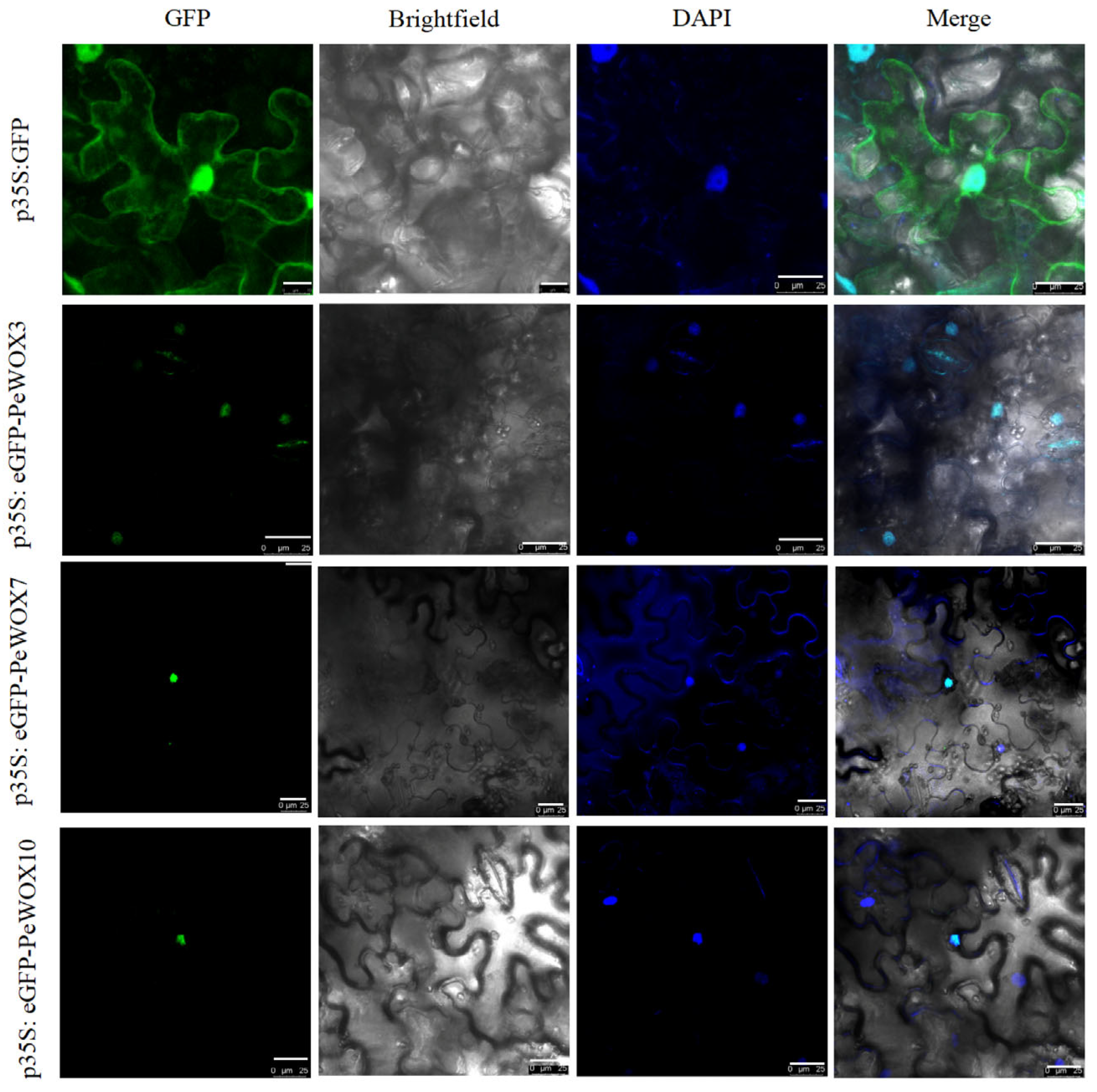 Agronomy 15 02766 g006