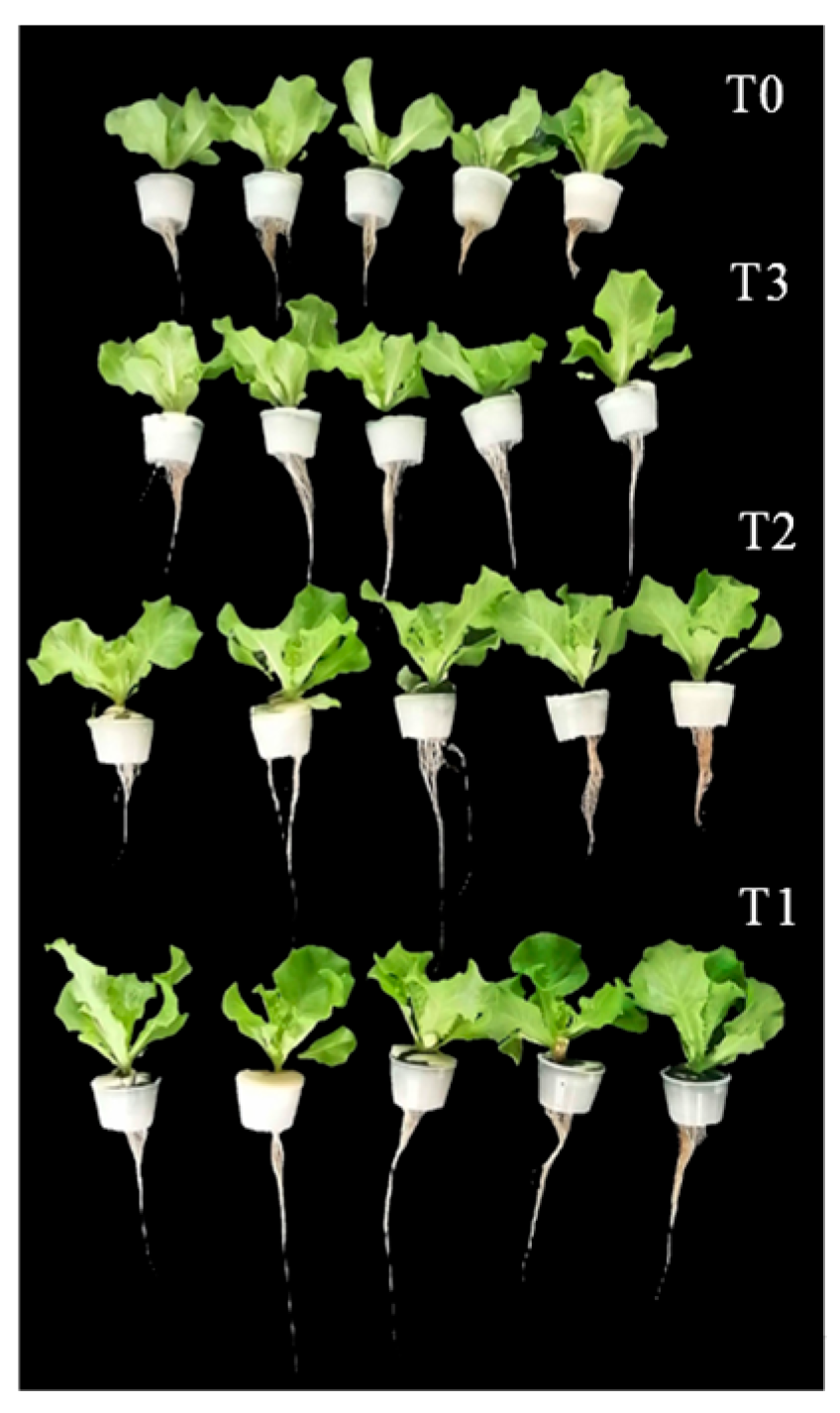Agronomy 15 02768 g011 Agronomy 15 02768 g011