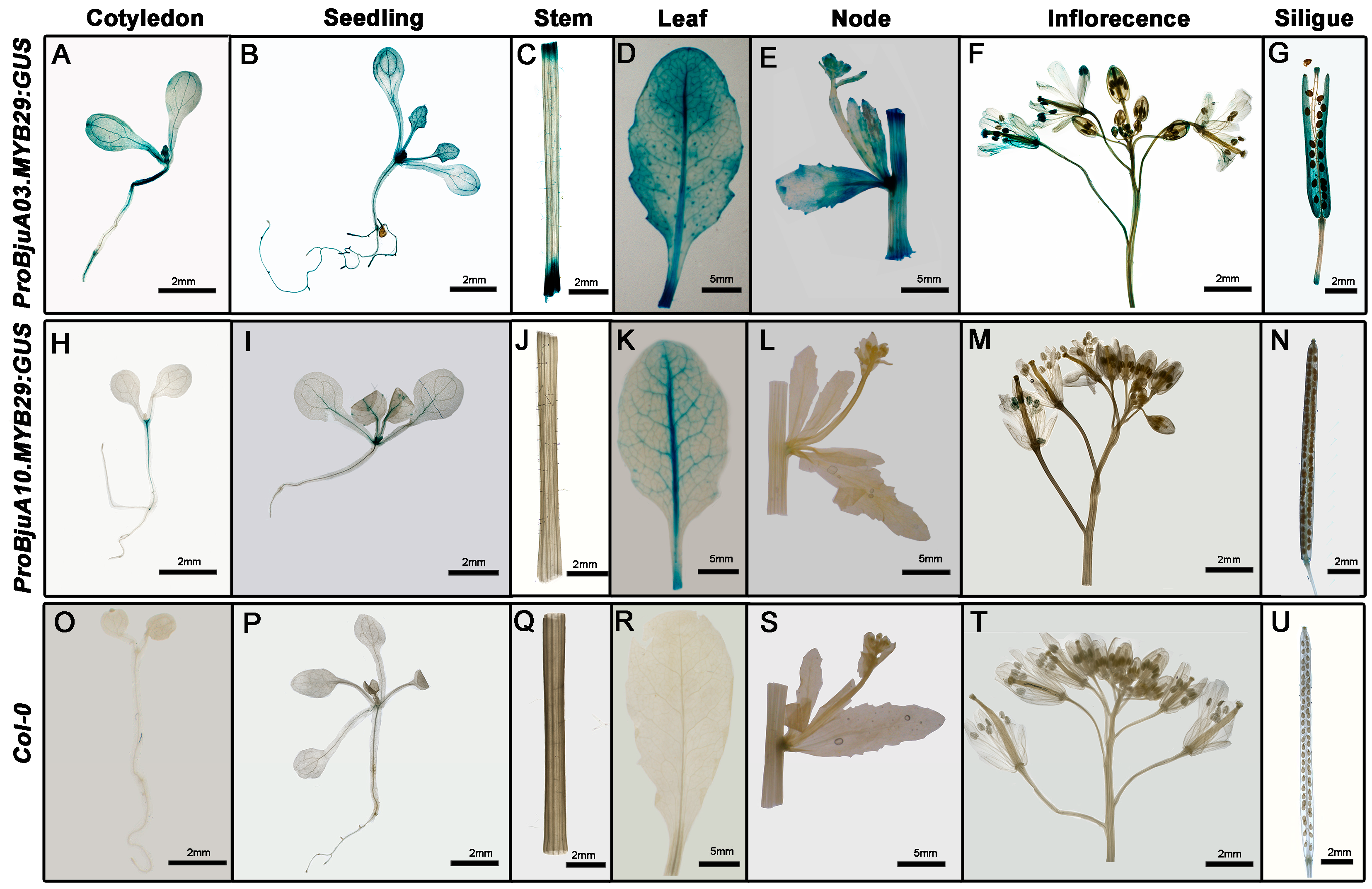 Agronomy 15 02770 g004