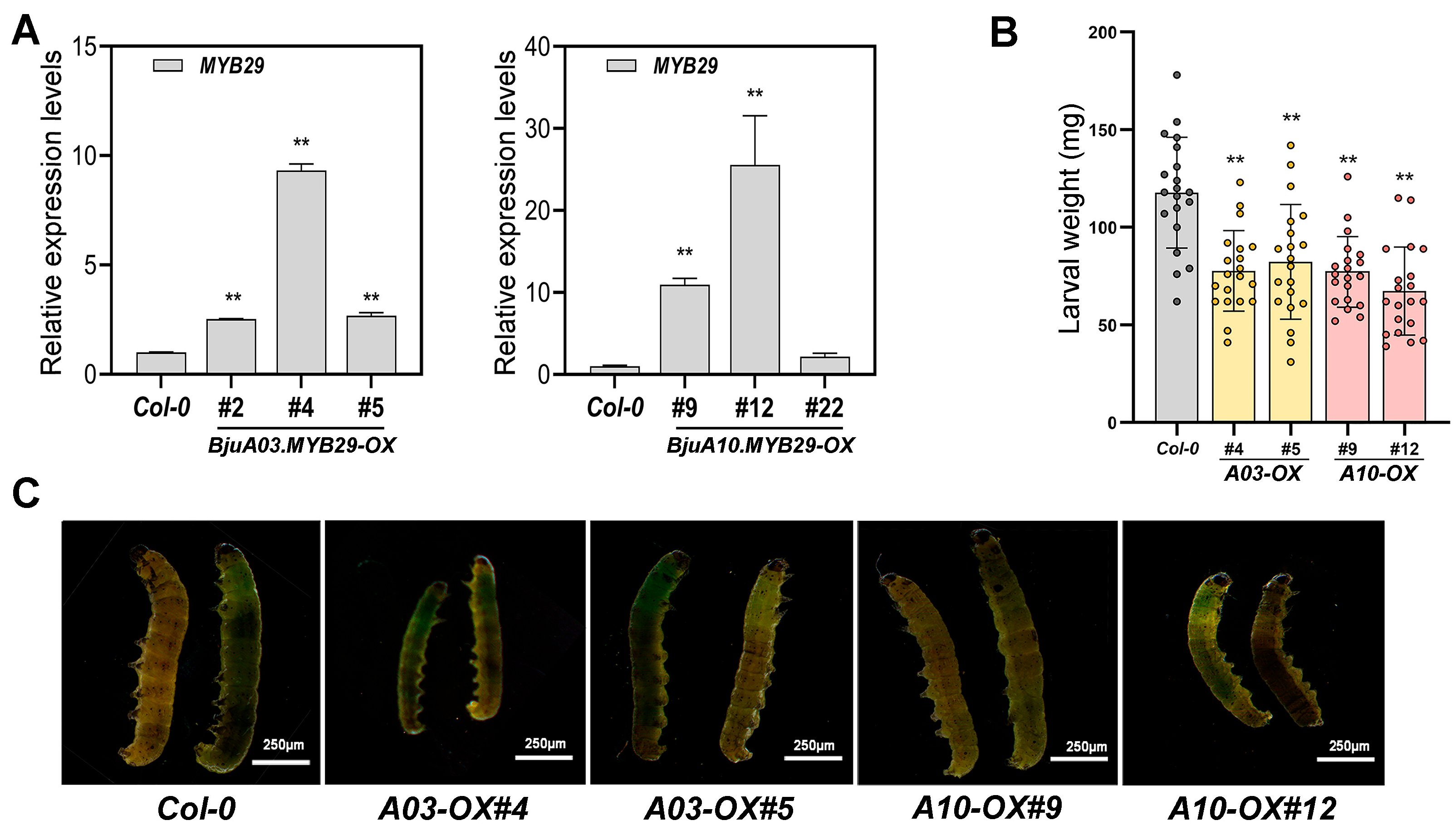 Agronomy 15 02770 g006