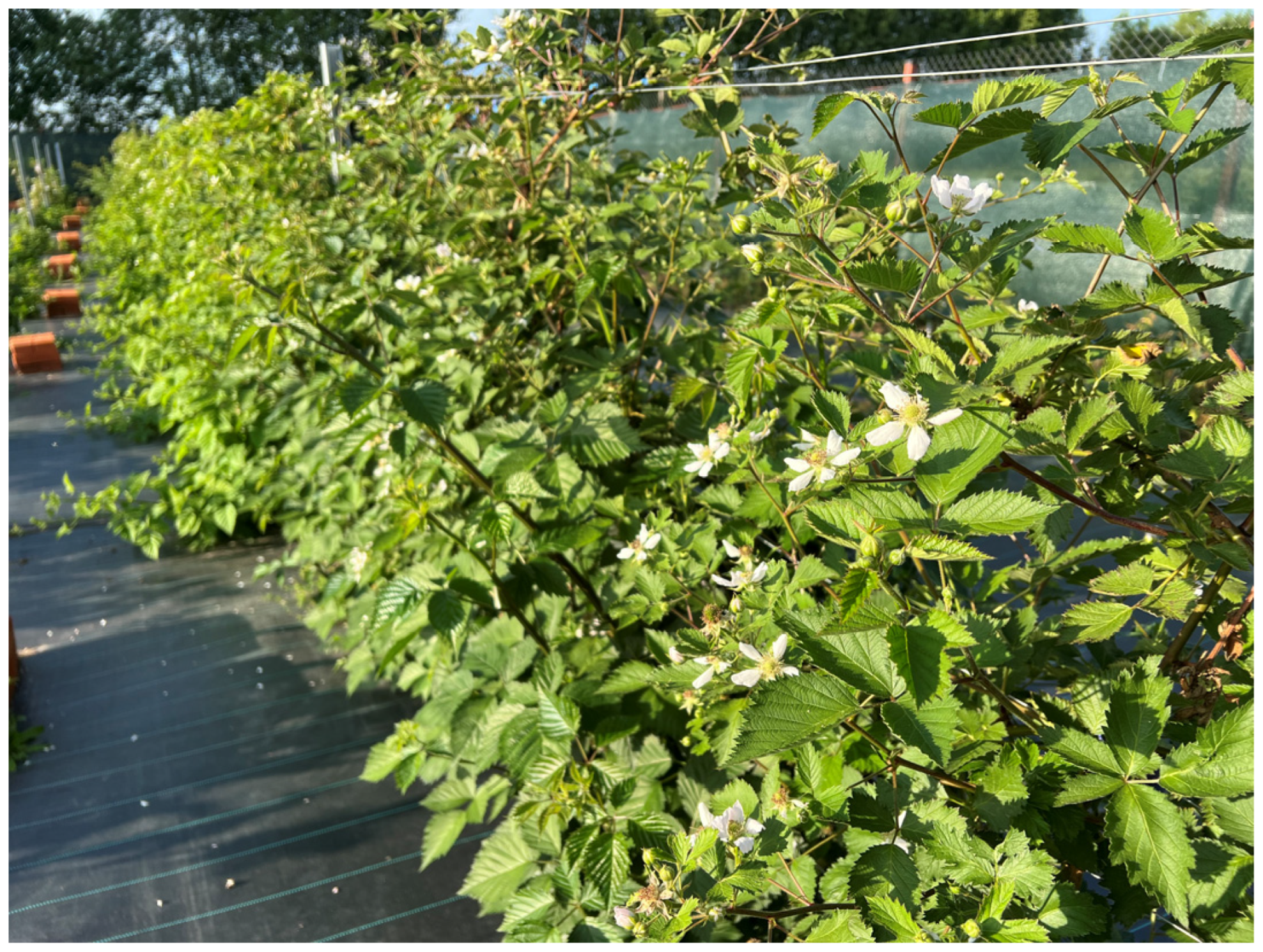 Agronomy 15 02774 g001