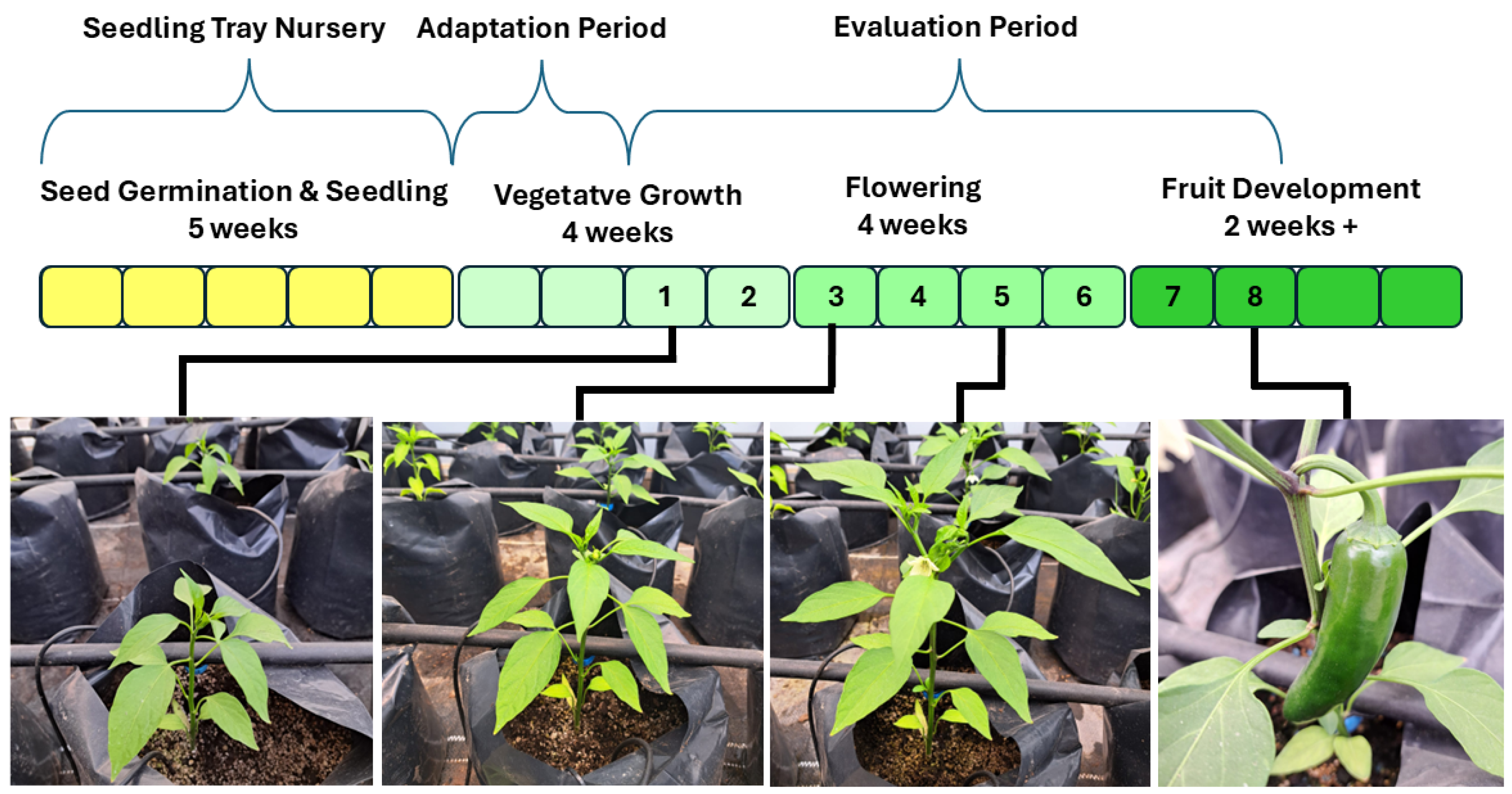 Agronomy 15 02781 g004