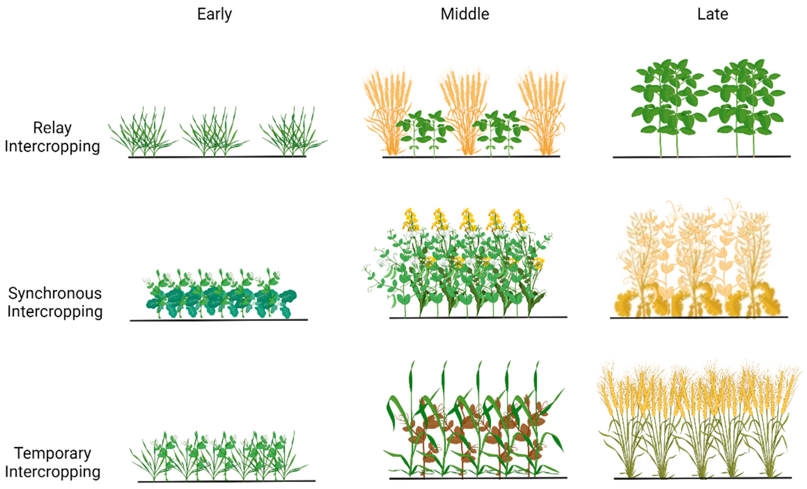 Agronomy 15 02784 g002