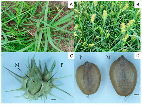 Transcriptomic Dynamics Associated with the Seed Germination