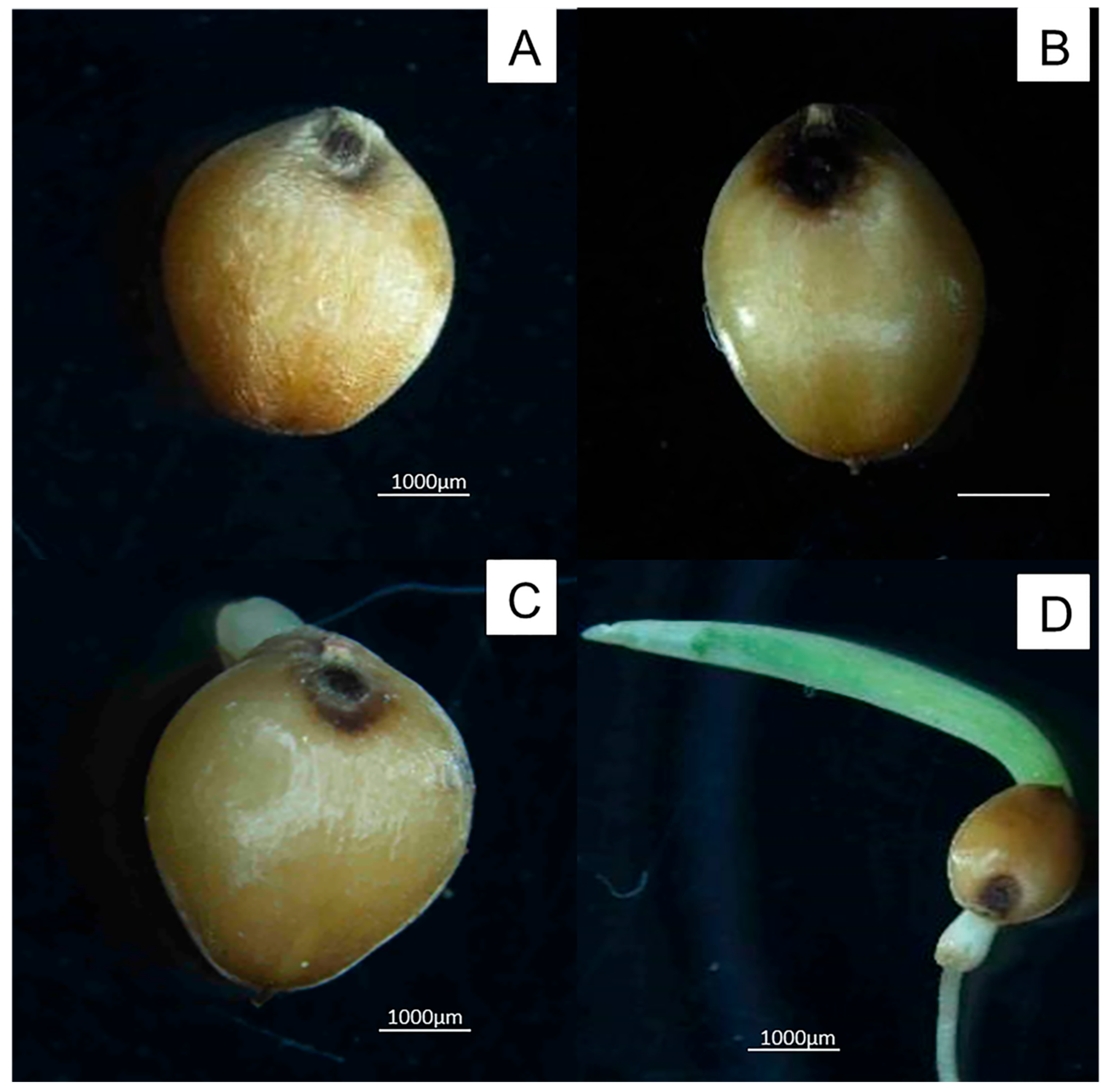 Agronomy 15 02789 g002