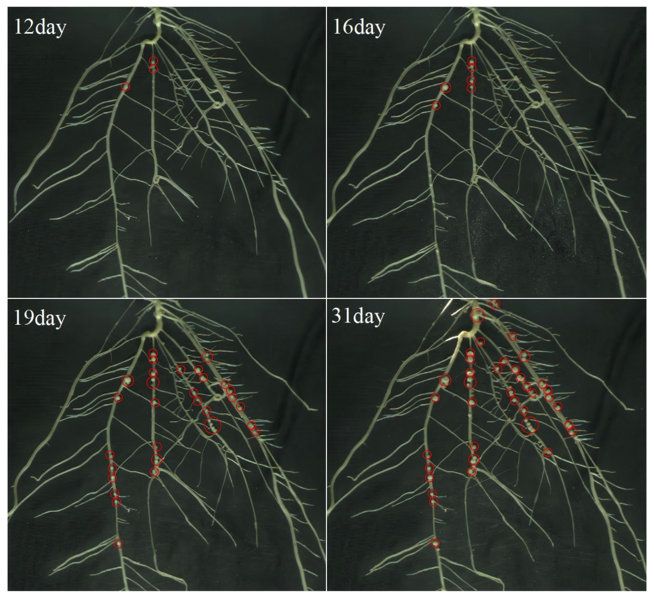 Agronomy 15 02794 g005