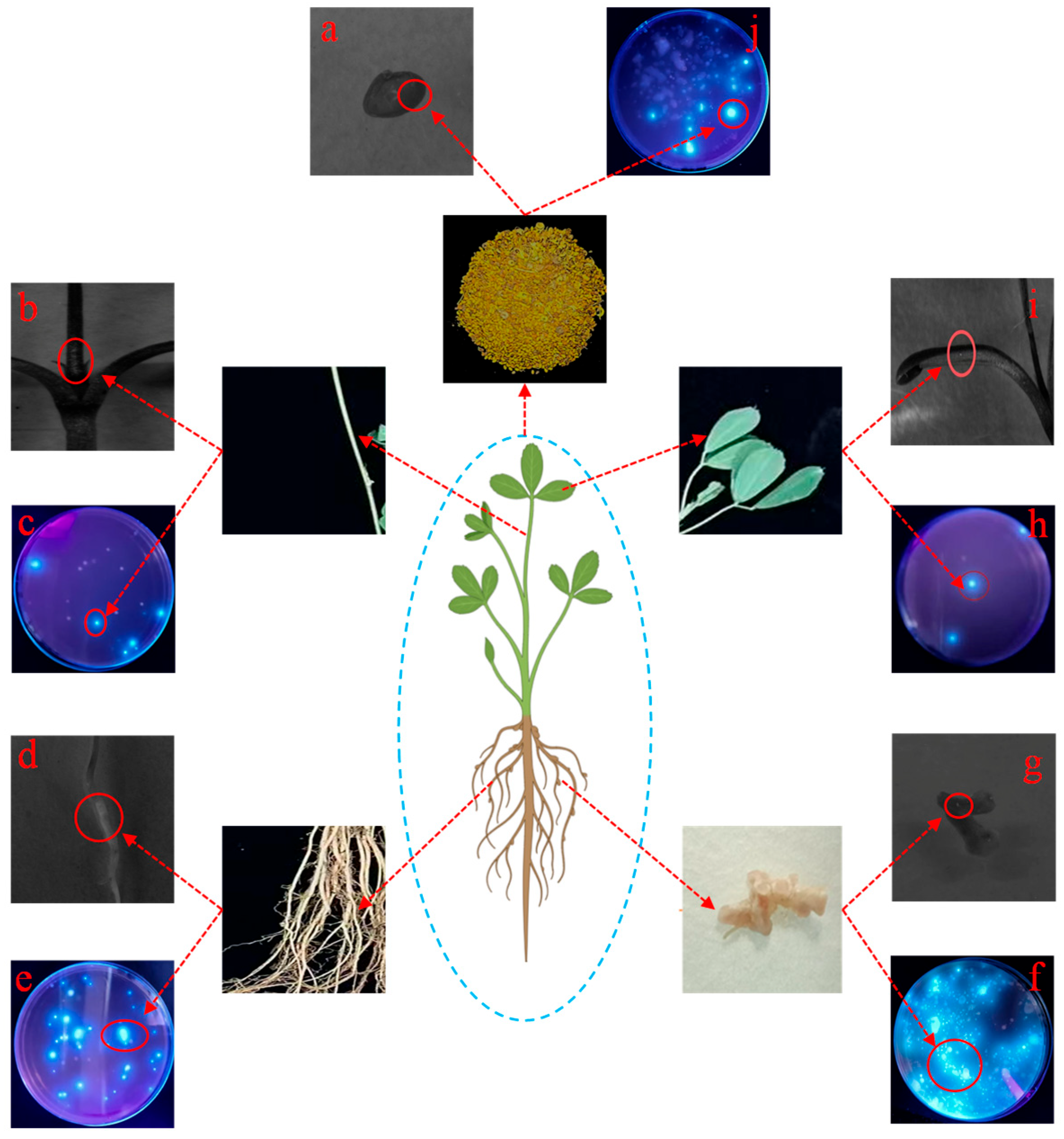 Agronomy 15 02799 g012