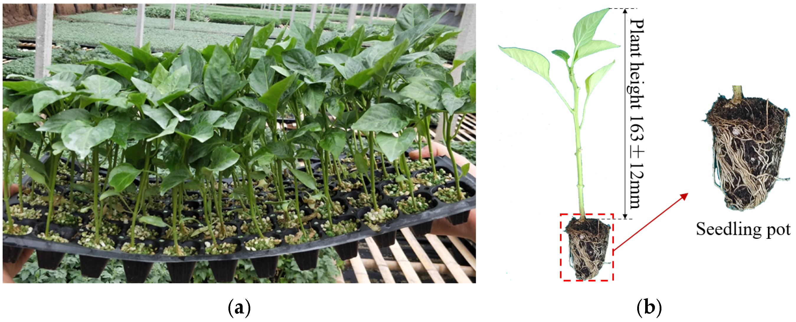 Agronomy 15 02822 g001