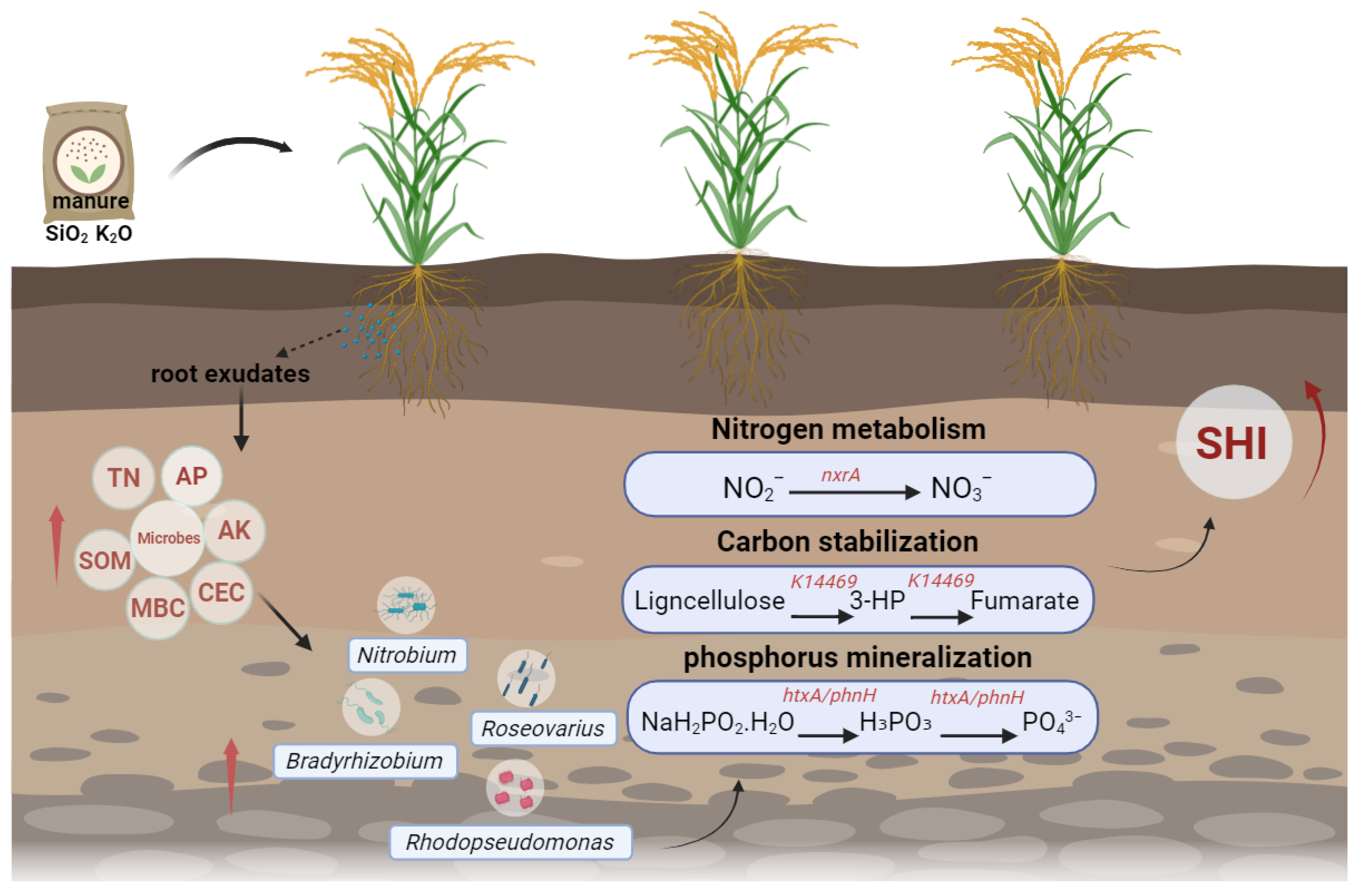 Agronomy 15 02837 g006