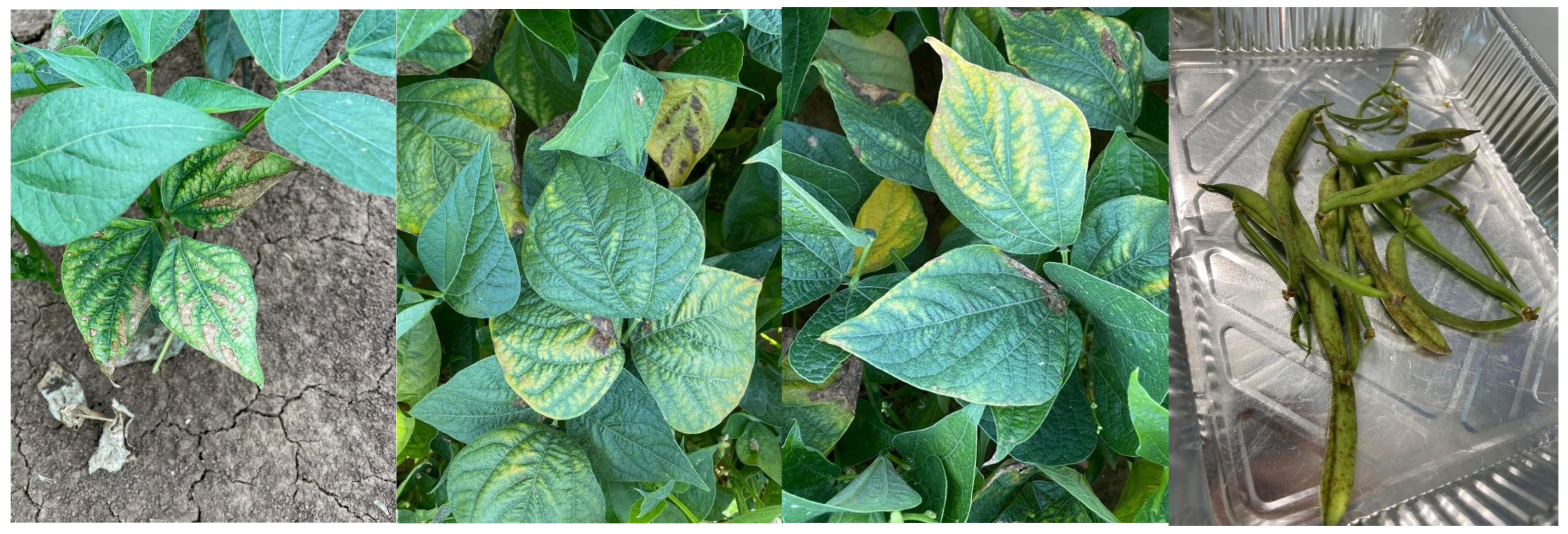 Agronomy 15 02848 g003 Agronomy 15 02848 g003