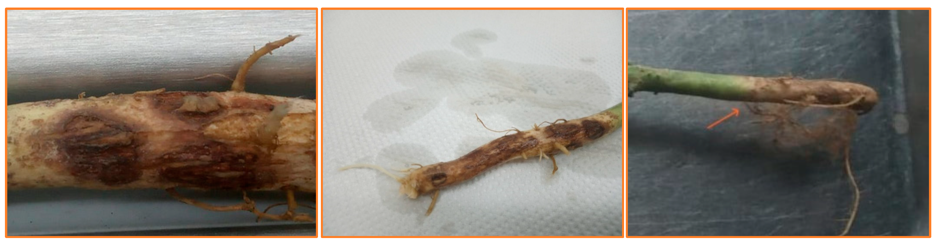 Agronomy 15 02848 g004 Agronomy 15 02848 g004