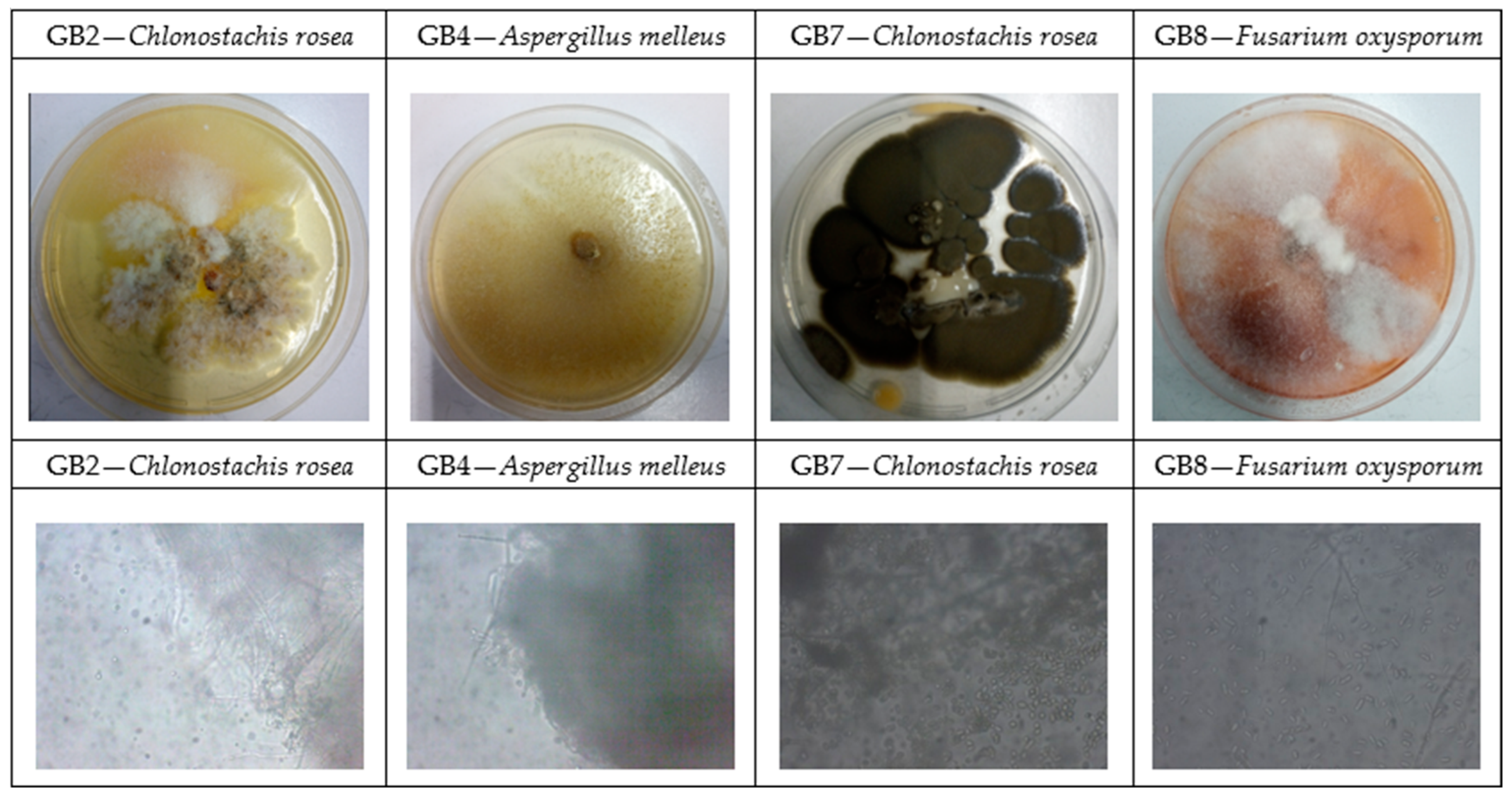 Agronomy 15 02848 g006 Agronomy 15 02848 g006