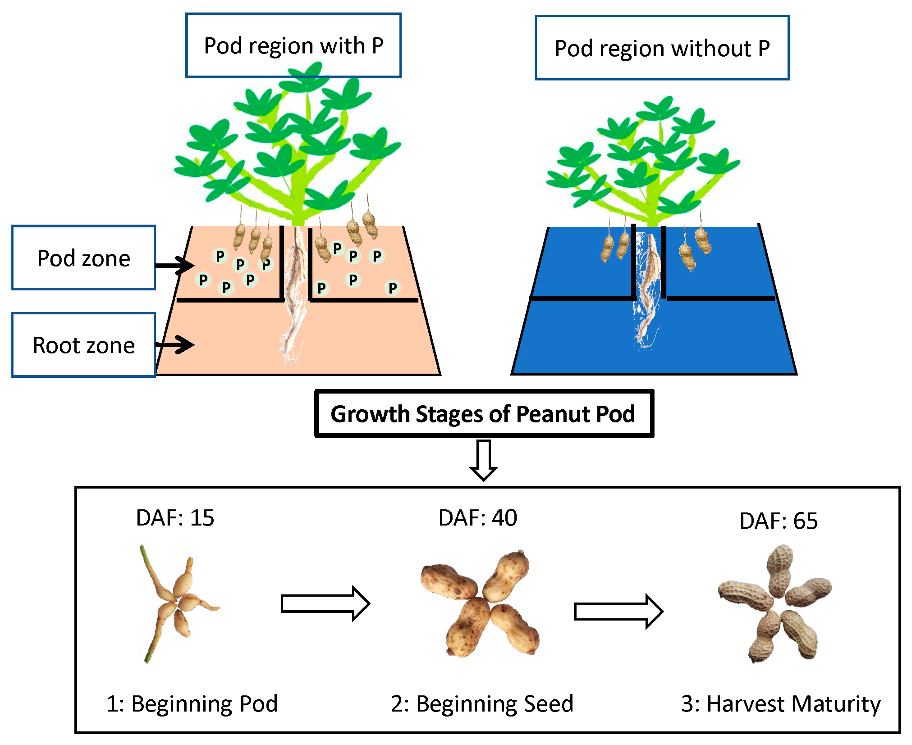 Agronomy 15 02850 g001 Agronomy 15 02850 g001