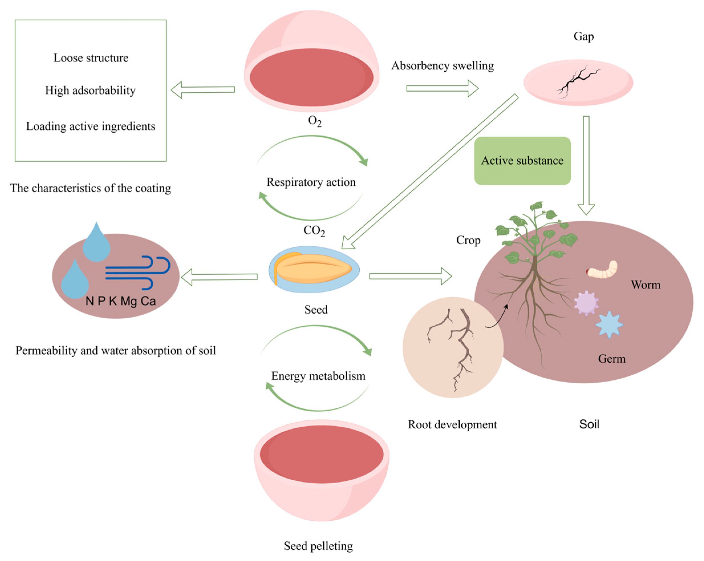 Agronomy 15 02854 g001 Agronomy 15 02854 g001