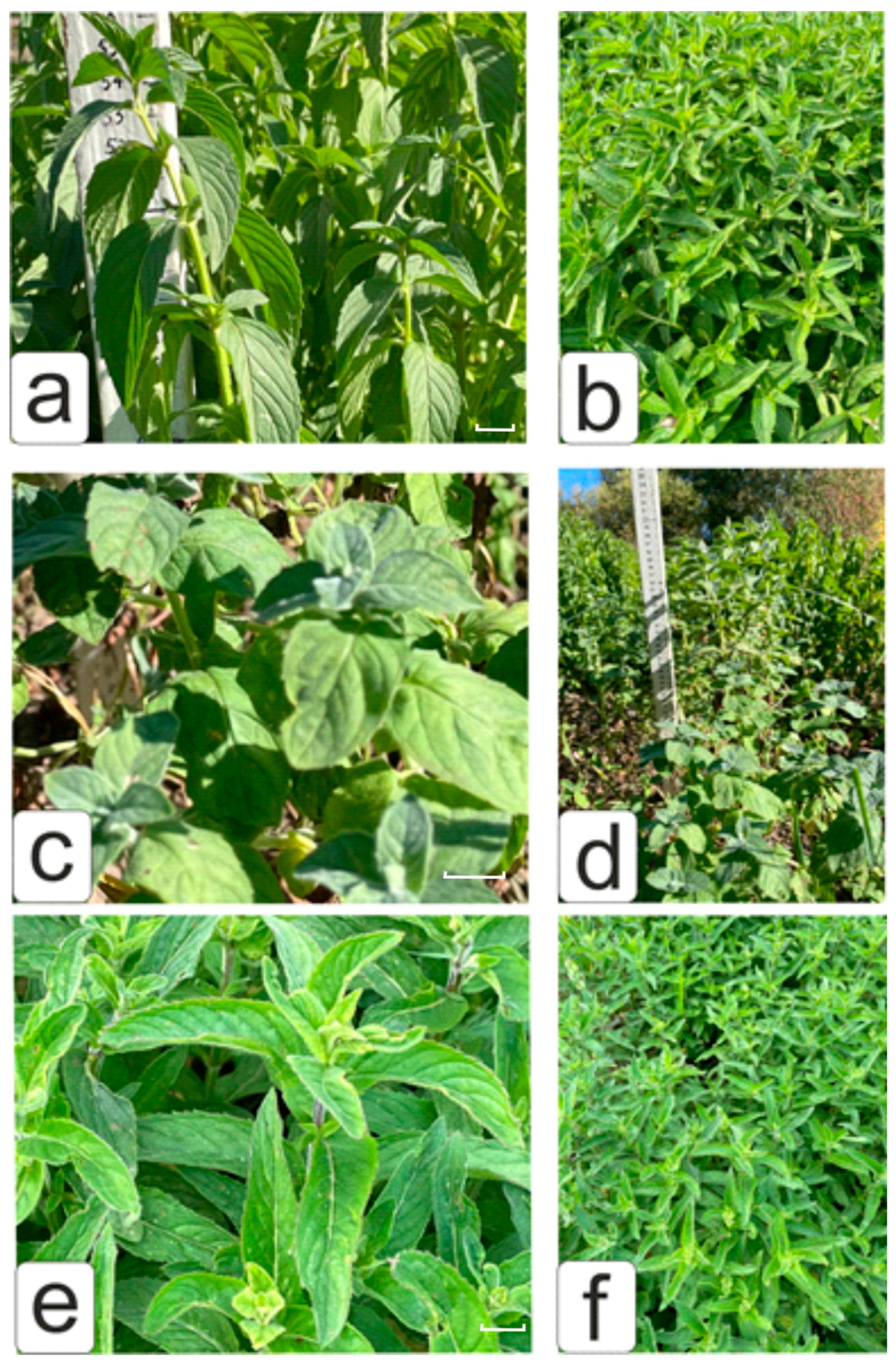 Agronomy 15 02870 g003 Agronomy 15 02870 g003