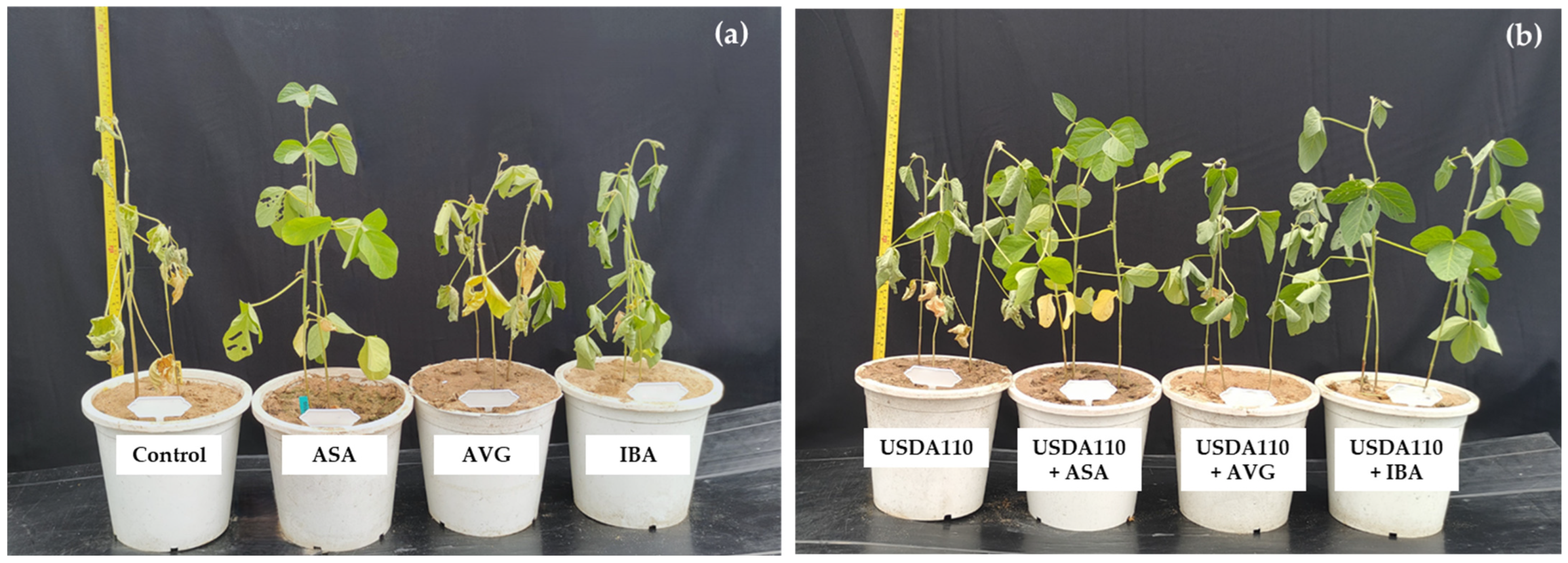 Agronomy 15 02876 g004