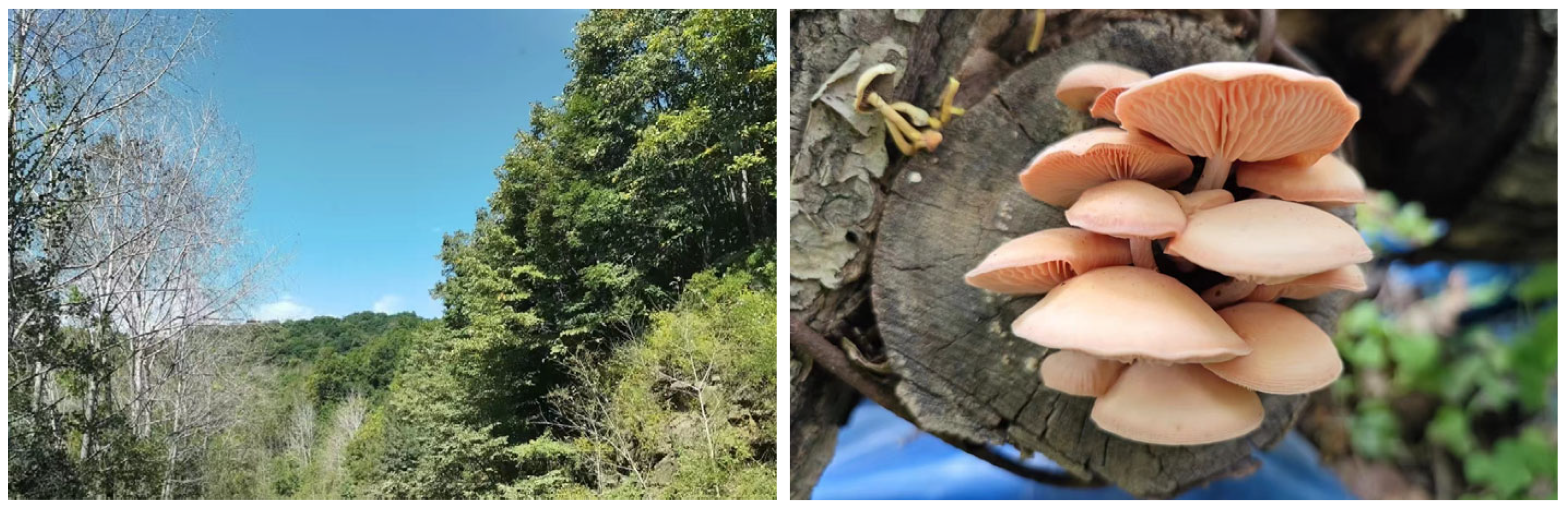 Agronomy 15 02882 g001 Agronomy 15 02882 g001