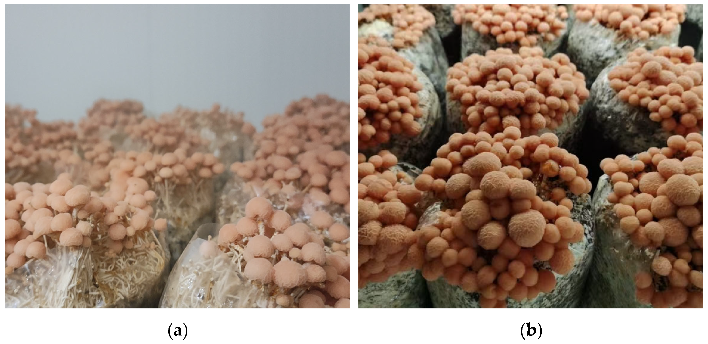 Agronomy 15 02882 g003 Agronomy 15 02882 g003