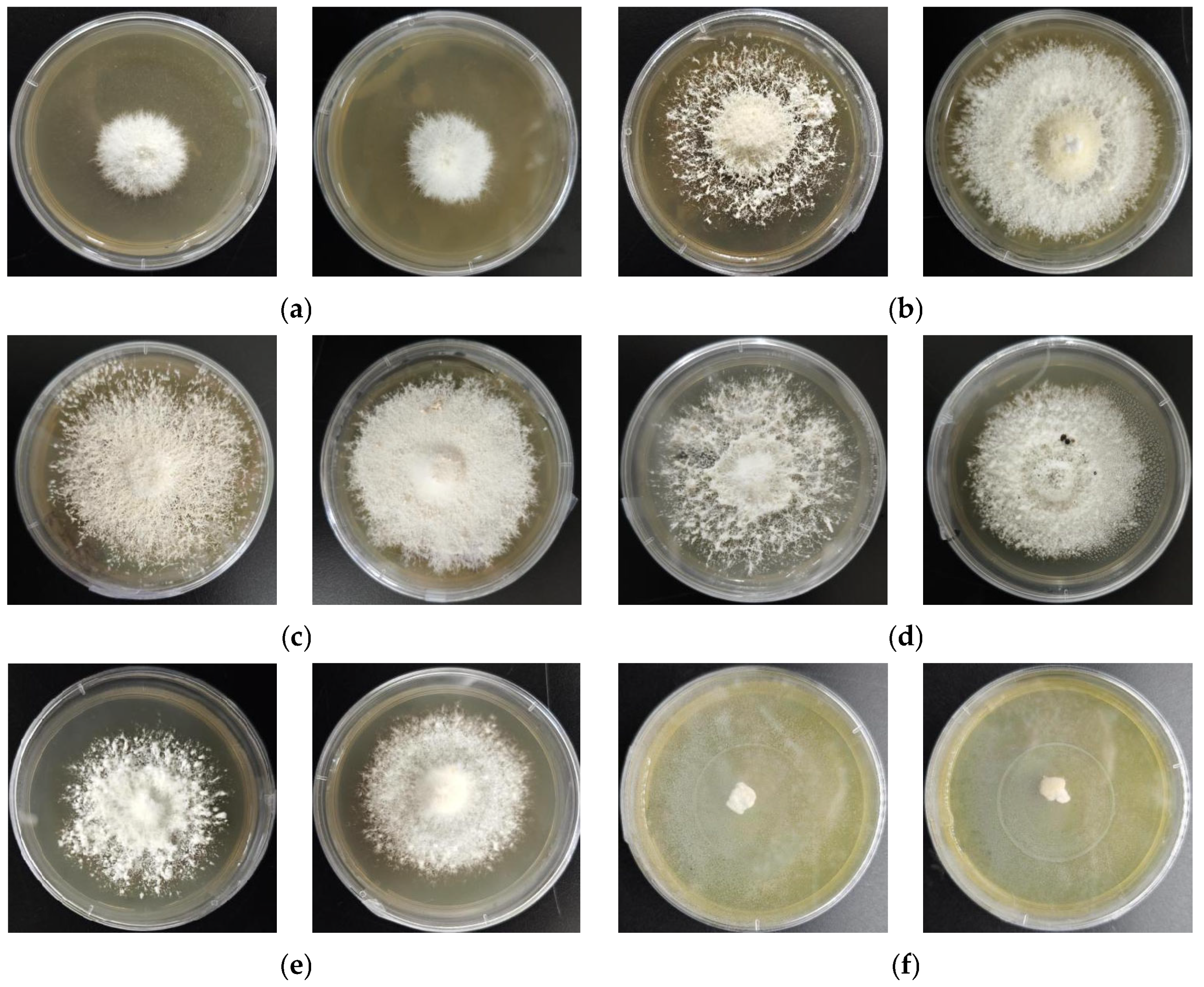 Agronomy 15 02882 g005 Agronomy 15 02882 g005