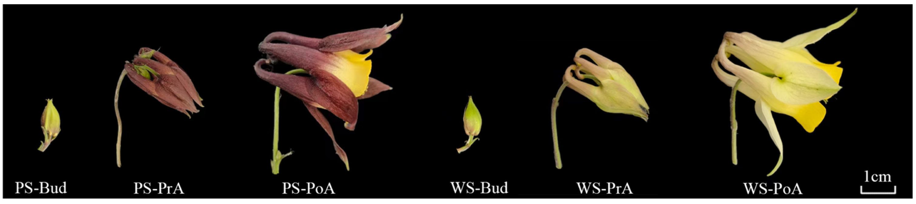 Agronomy 15 02883 g001 Agronomy 15 02883 g001