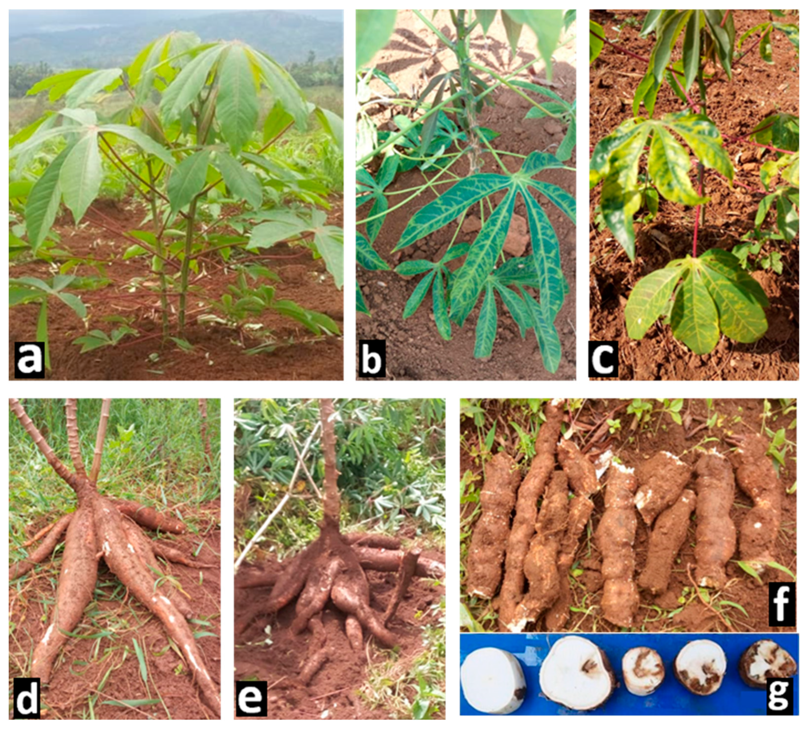 Agronomy 15 02891 g003 Agronomy 15 02891 g003