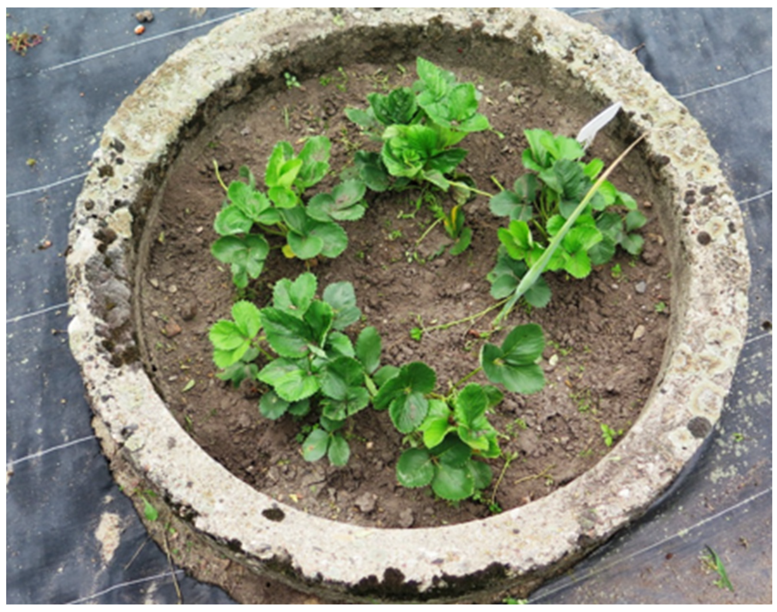 Agronomy 15 02900 g002 Agronomy 15 02900 g002