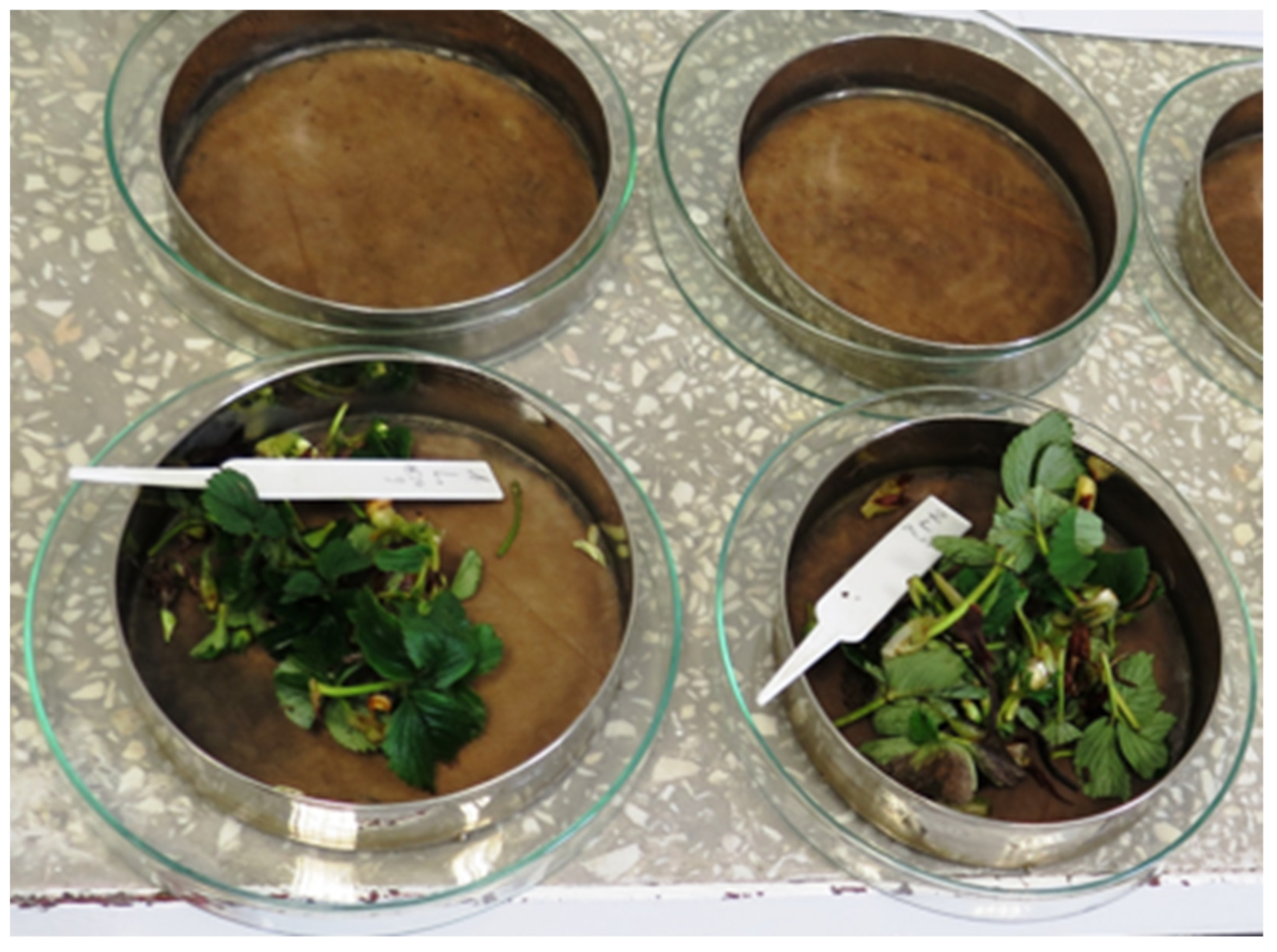 Agronomy 15 02900 g003 Agronomy 15 02900 g003