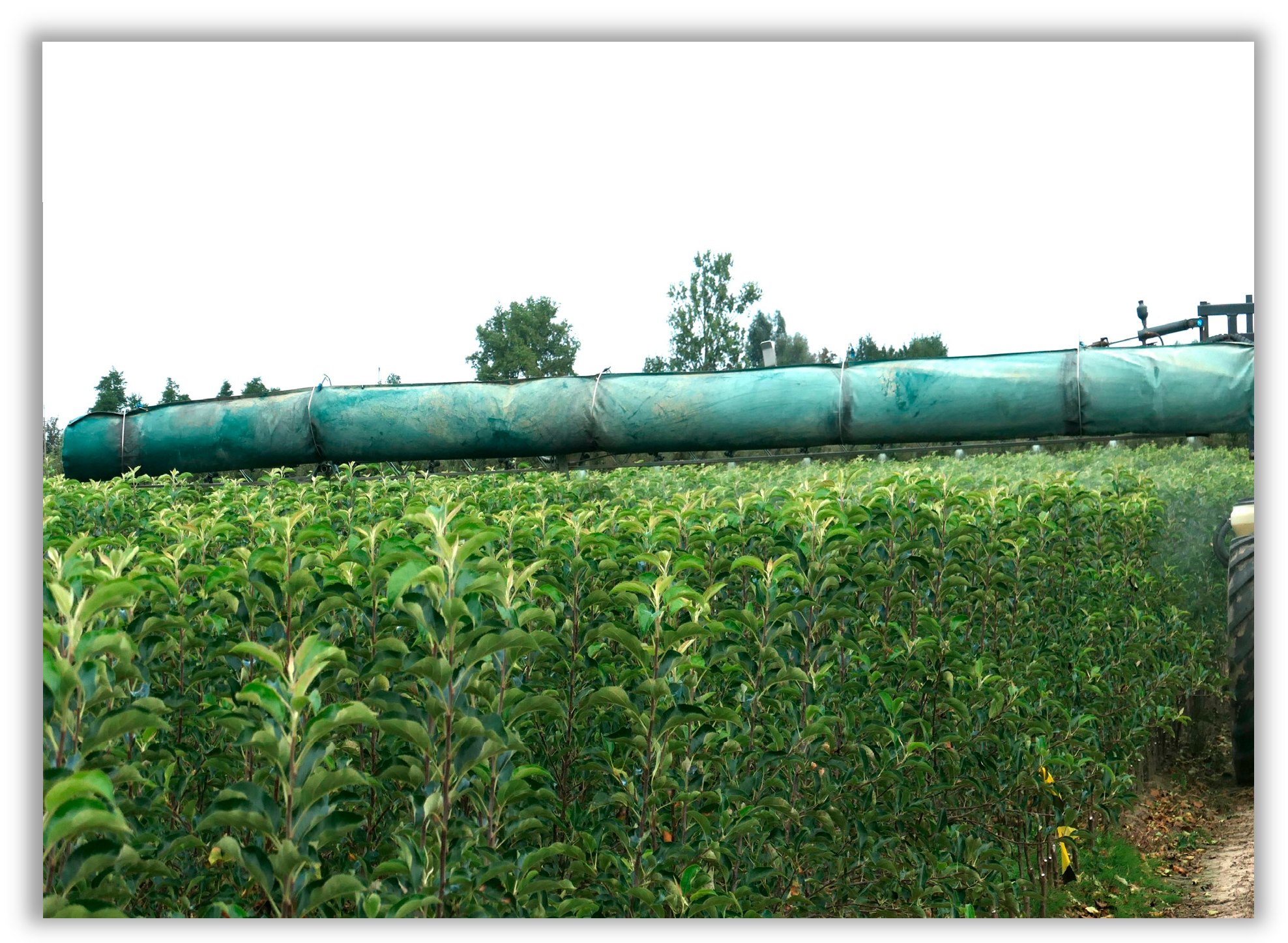 Agronomy 16 00008 g010 Agronomy 16 00008 g010