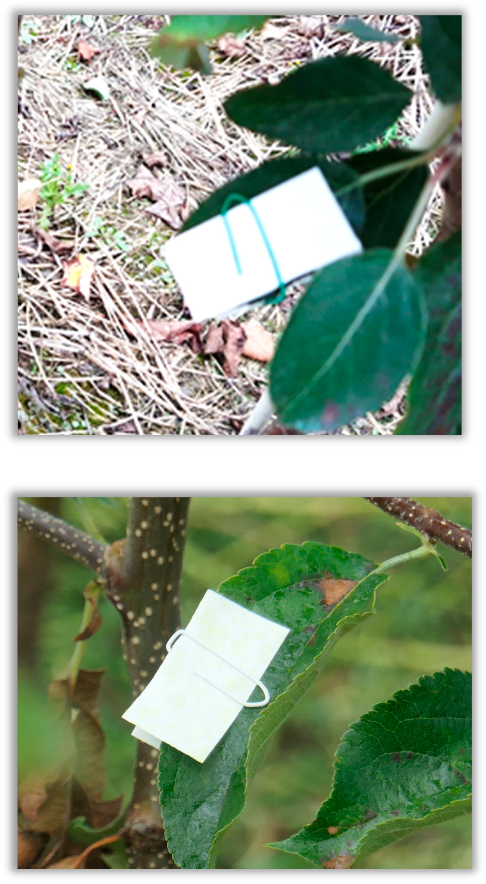 Agronomy 16 00008 g011 Agronomy 16 00008 g011