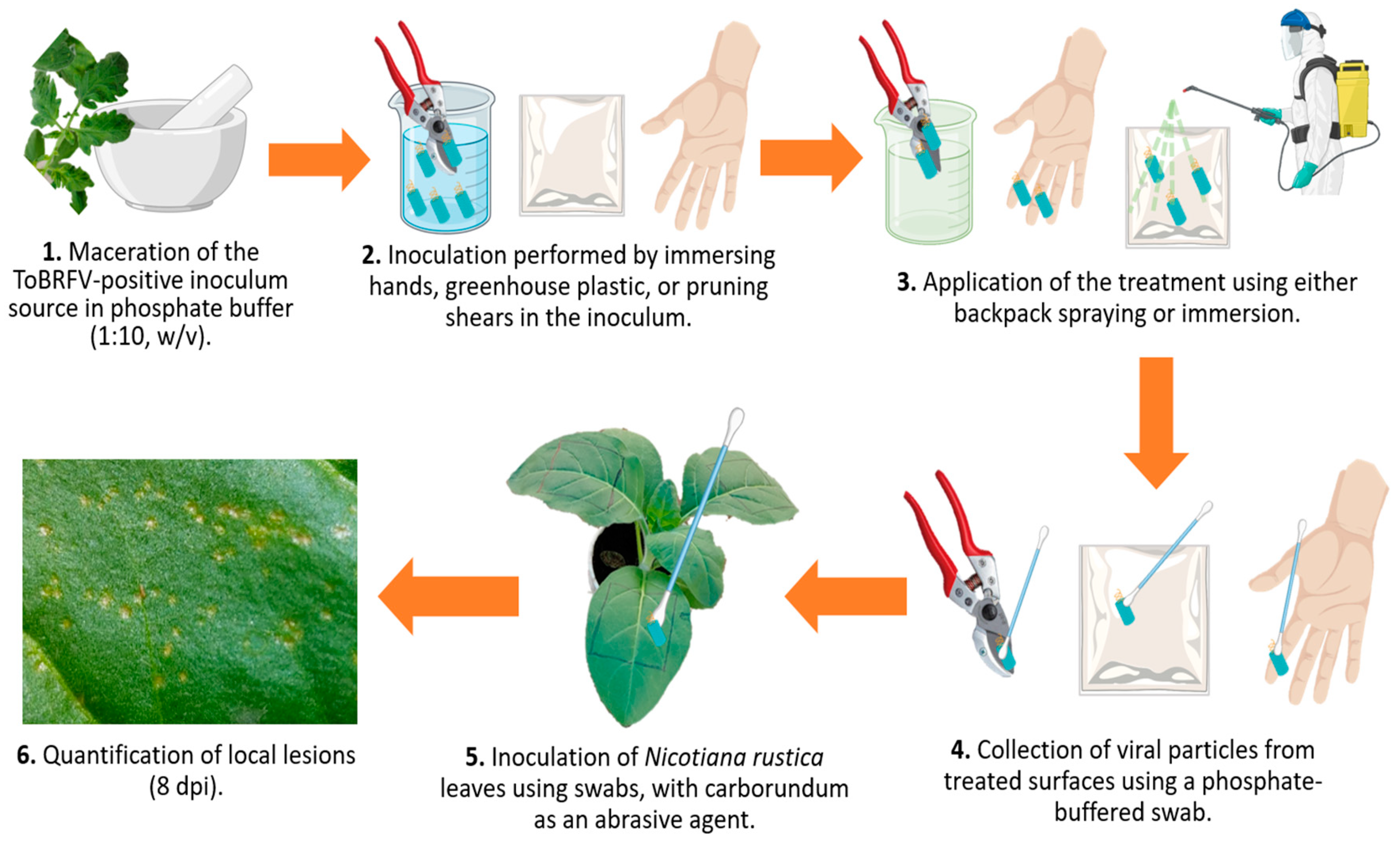 Agronomy 16 00015 g002