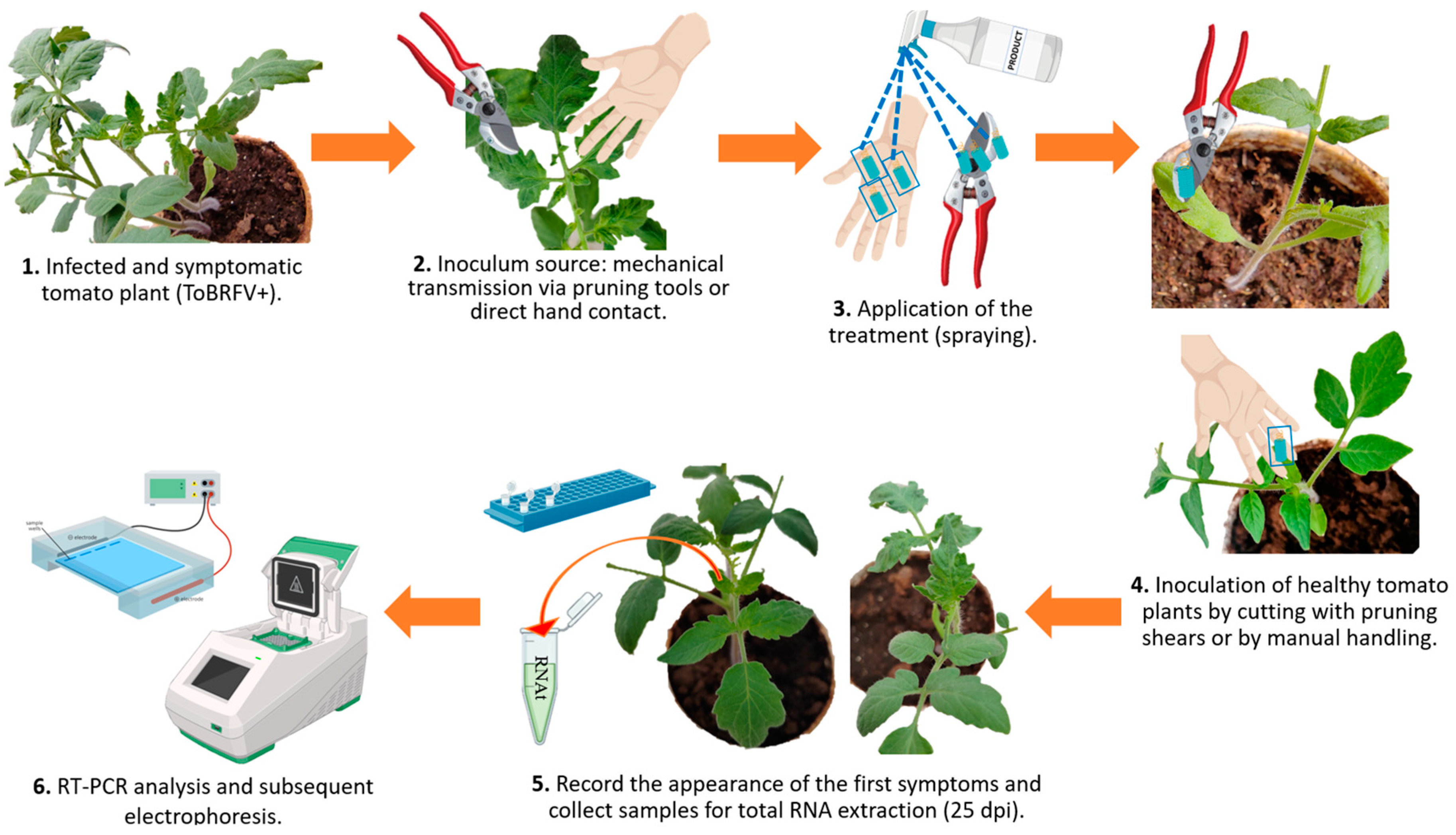 Agronomy 16 00015 g003