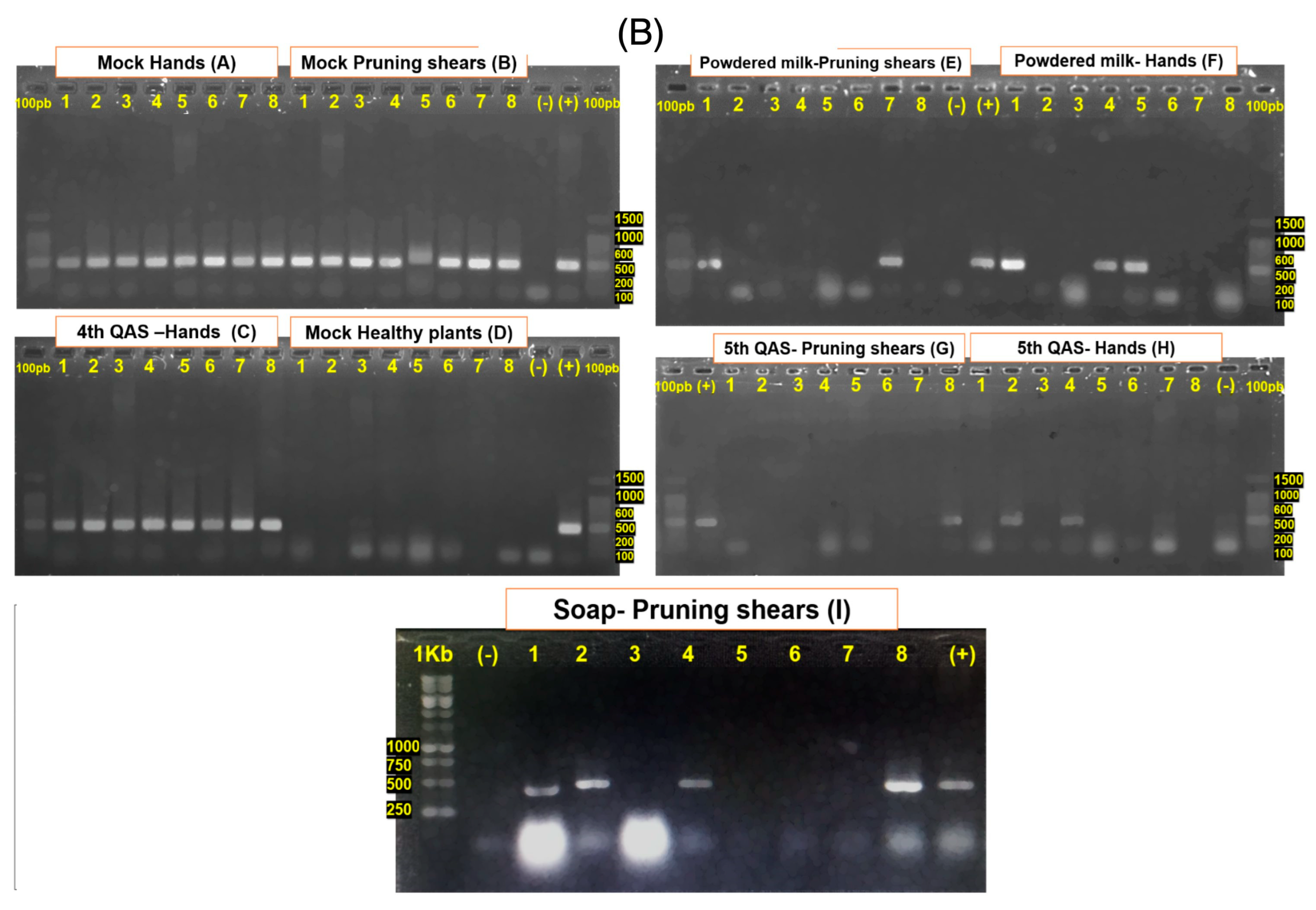 Agronomy 16 00015 g010b