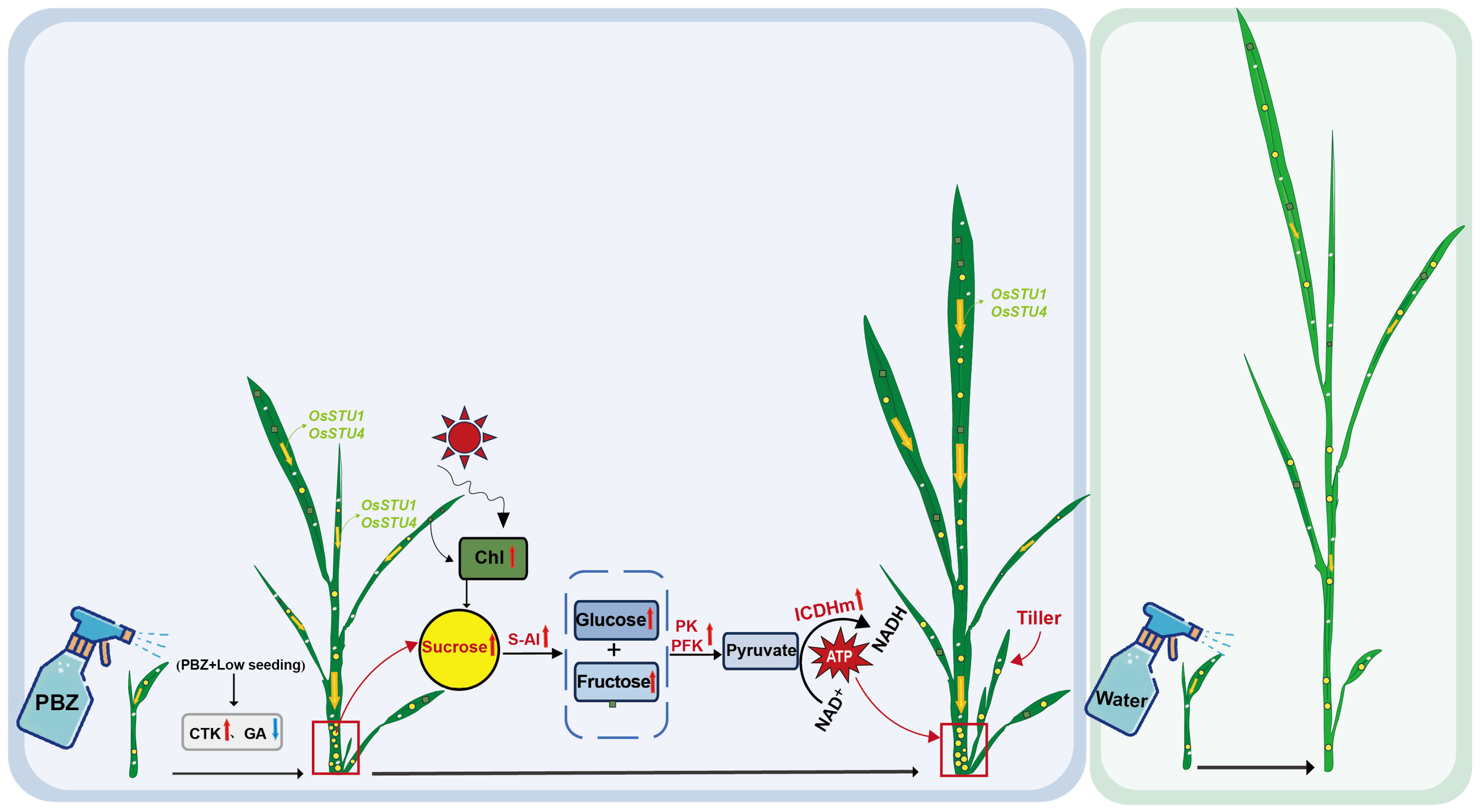 Agronomy 16 00025 g008