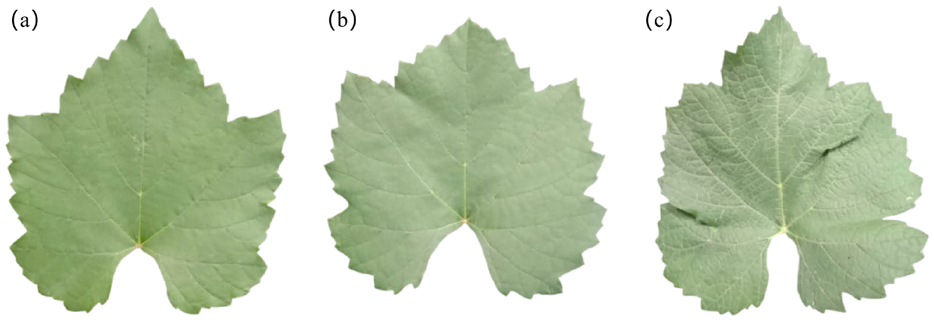 Agronomy 16 00029 g009